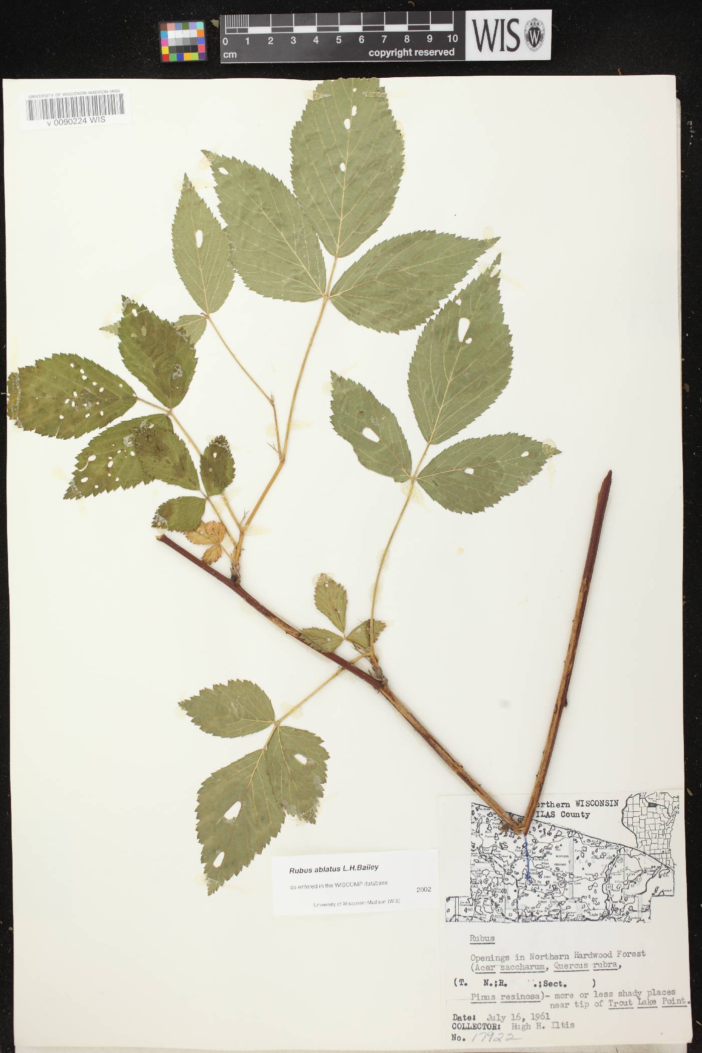 Rubus pensilvanicus image