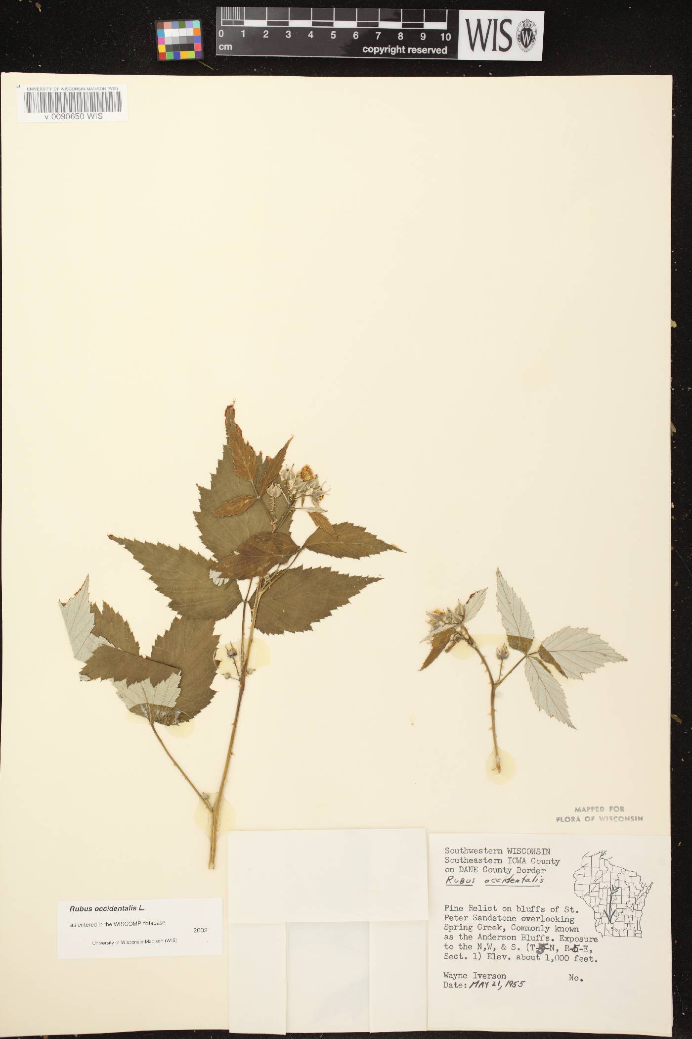 Rubus occidentalis image