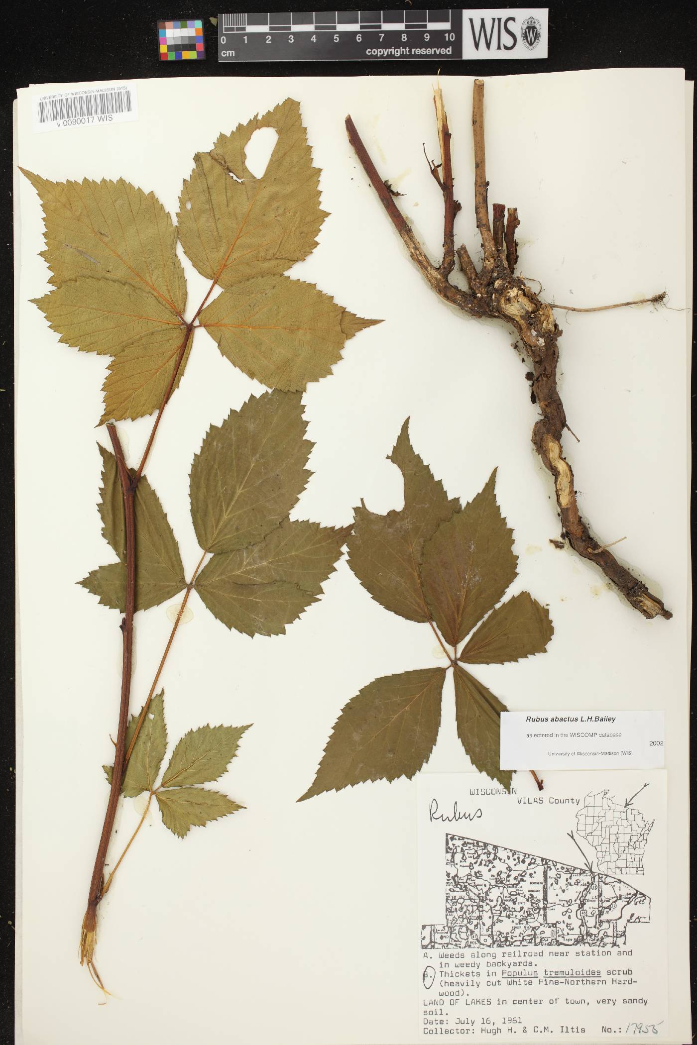 Rubus pensilvanicus image