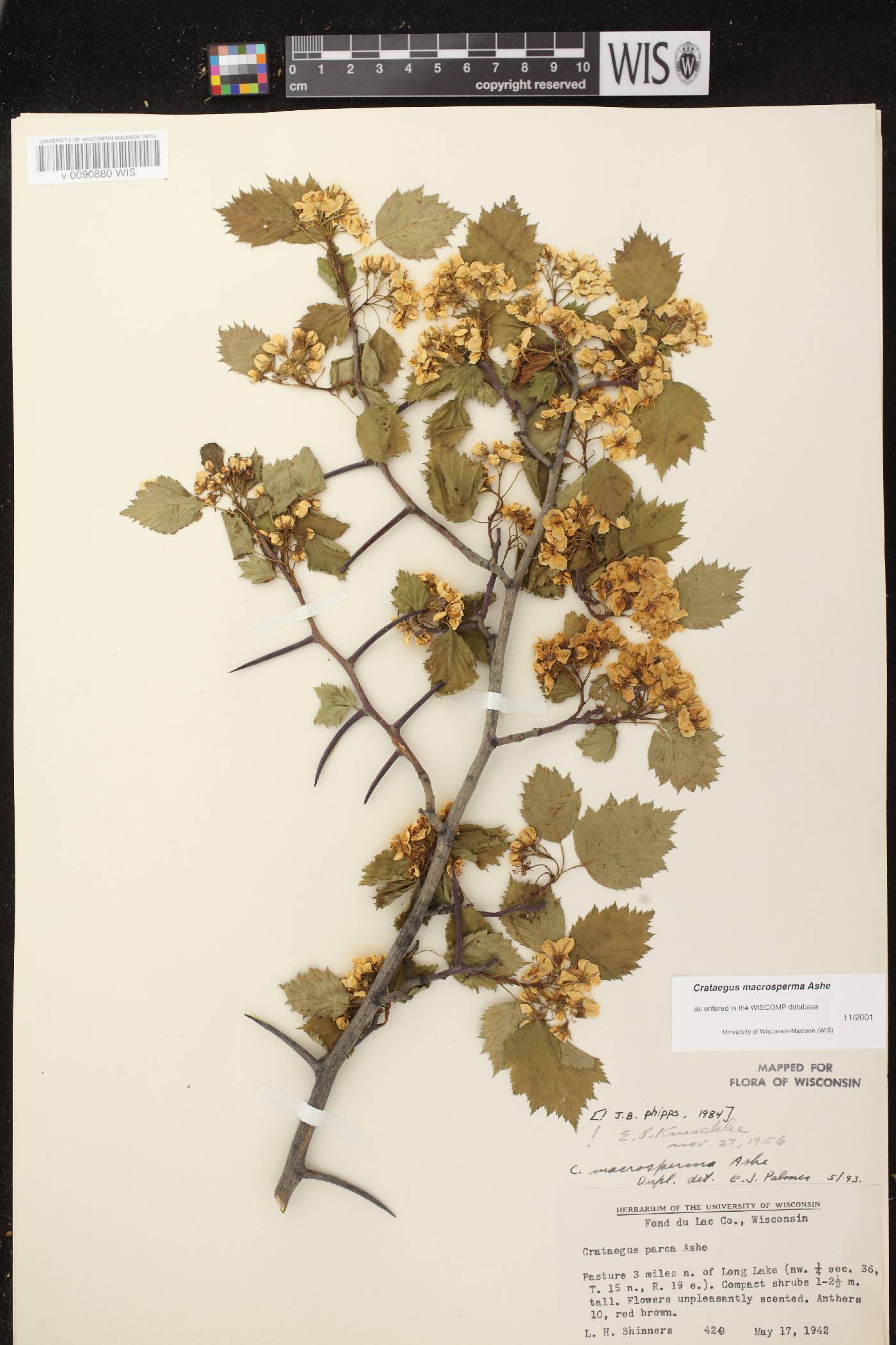 Crataegus macrosperma image