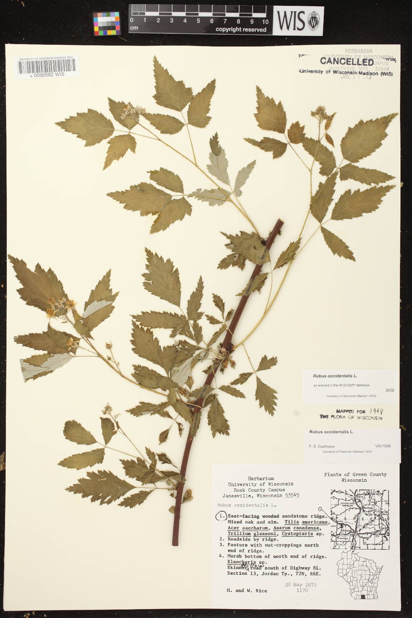 Rubus occidentalis image