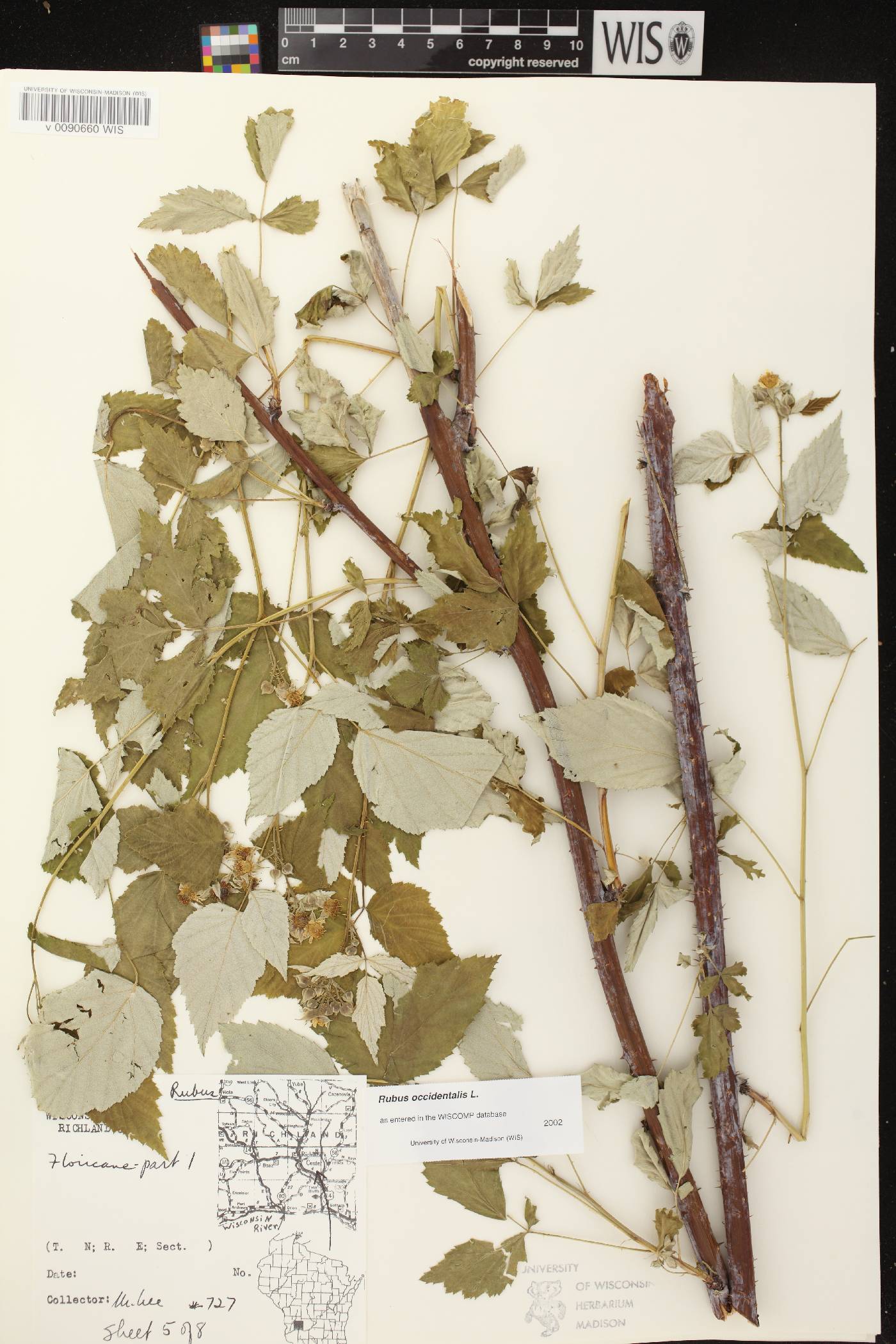 Rubus occidentalis image