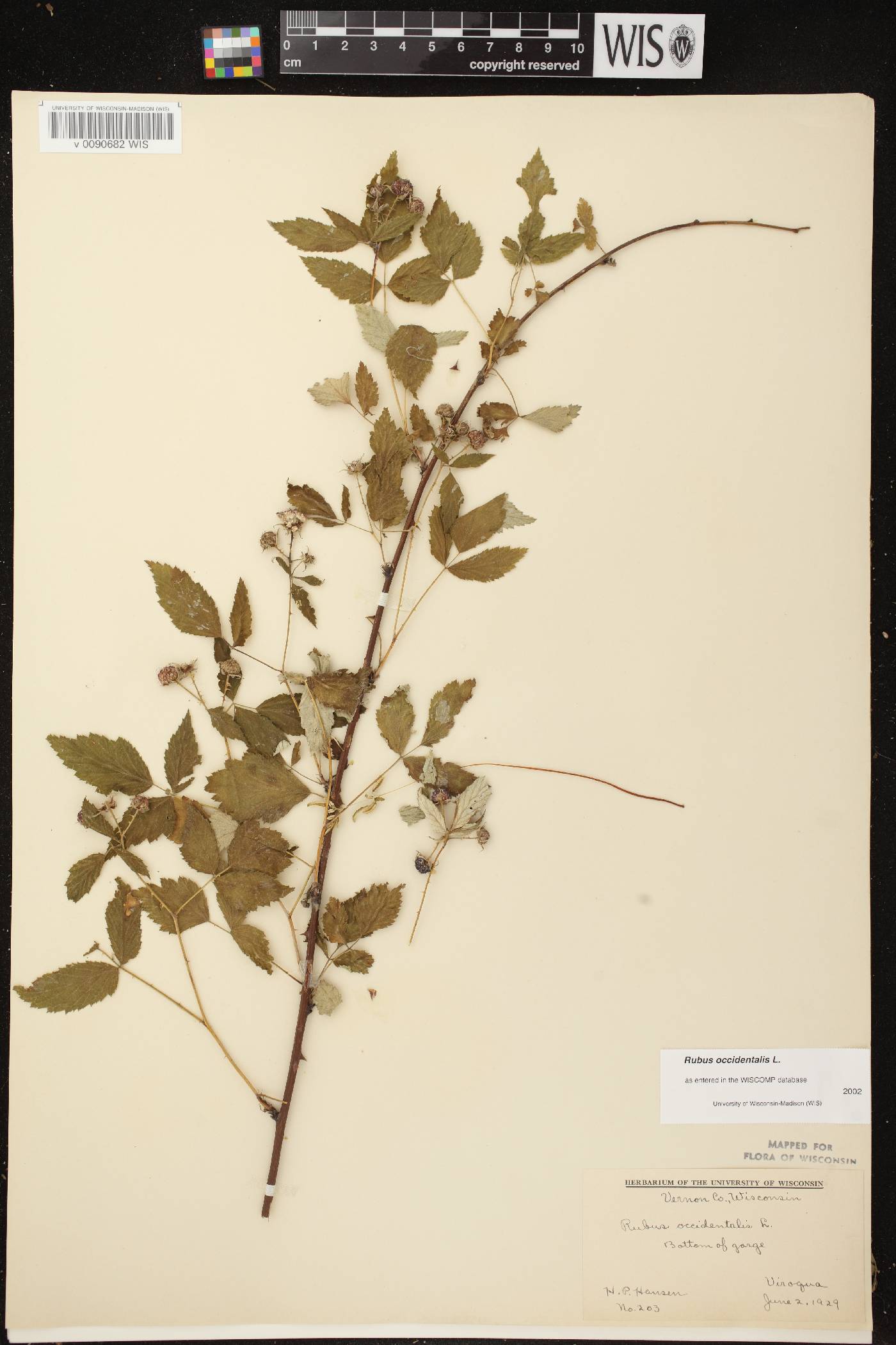Rubus occidentalis image