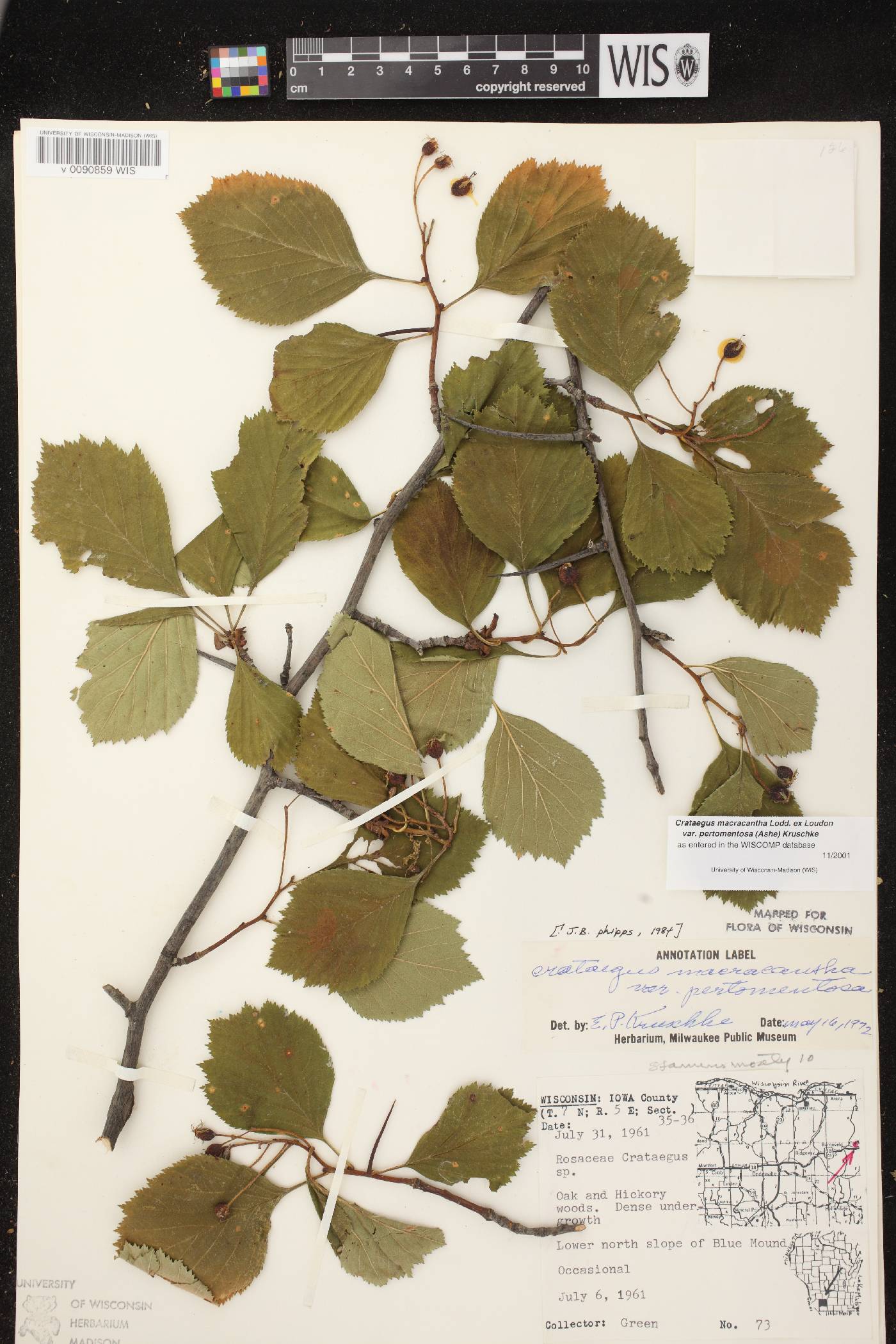 Crataegus macracantha image