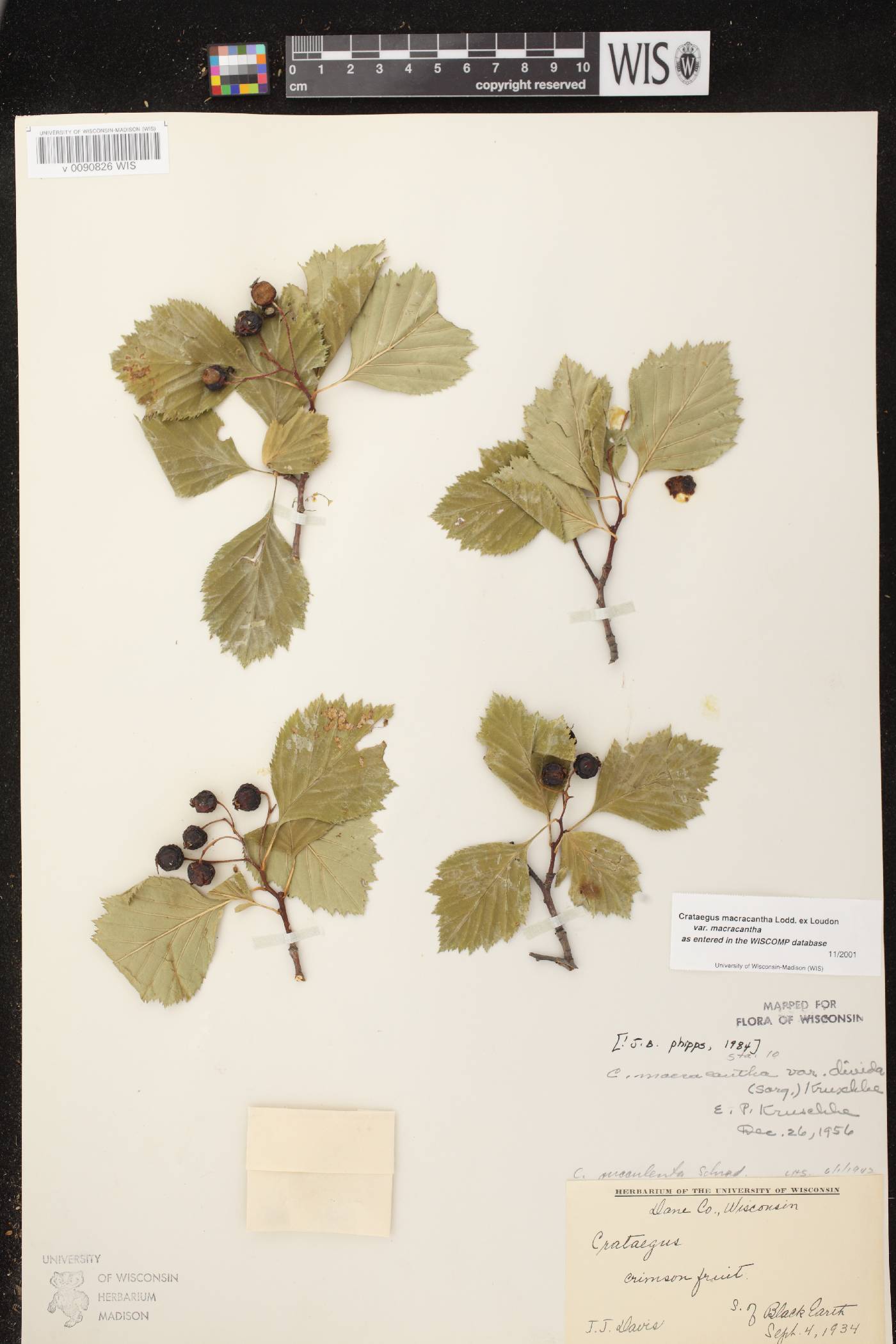 Crataegus macracantha image
