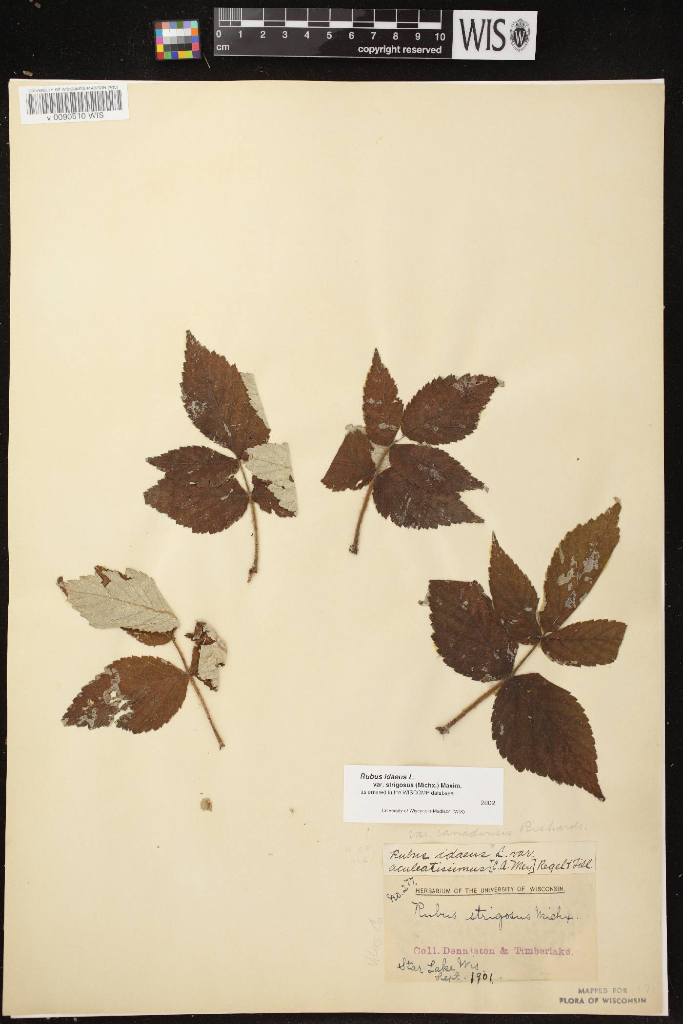 Rubus idaeus subsp. strigosus image
