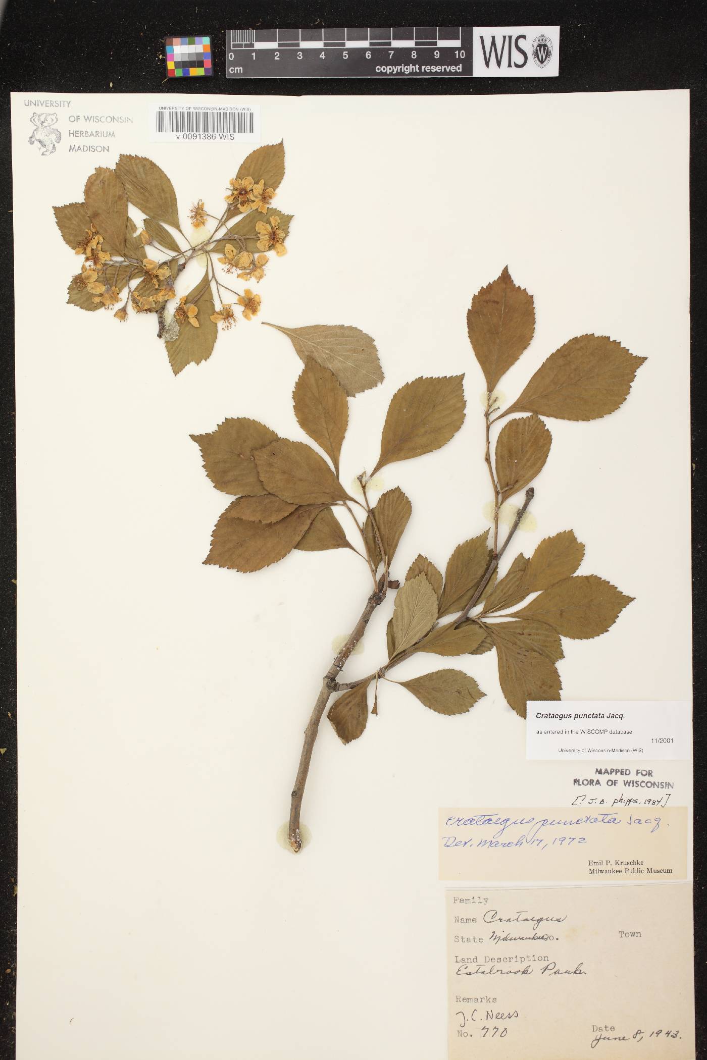 Crataegus punctata image