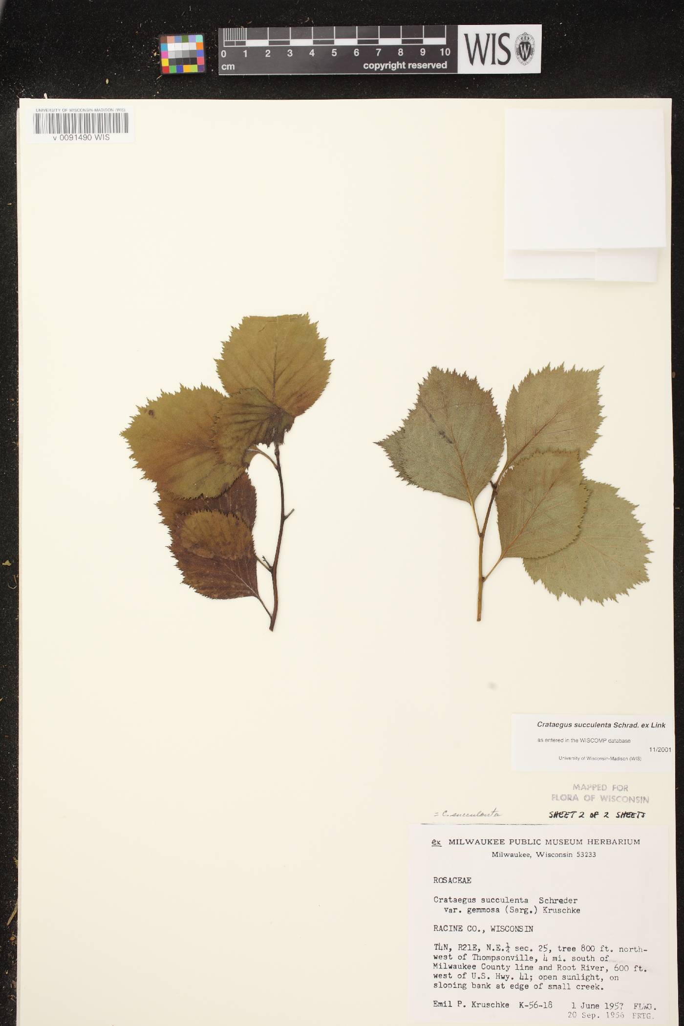 Crataegus succulenta image