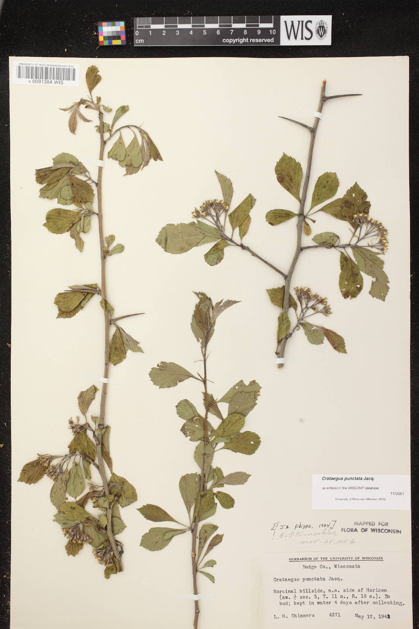 Crataegus punctata image