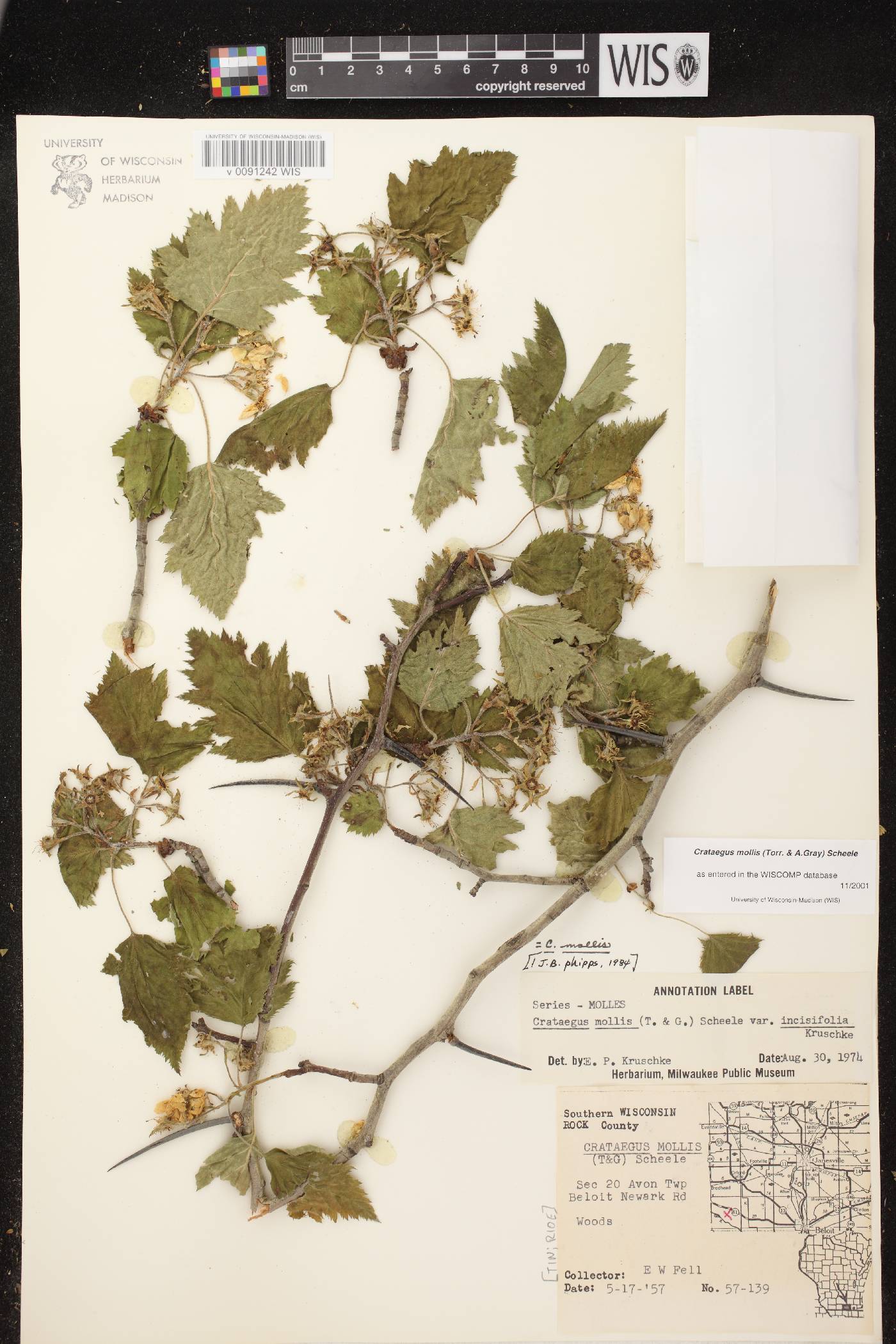 Crataegus mollis image