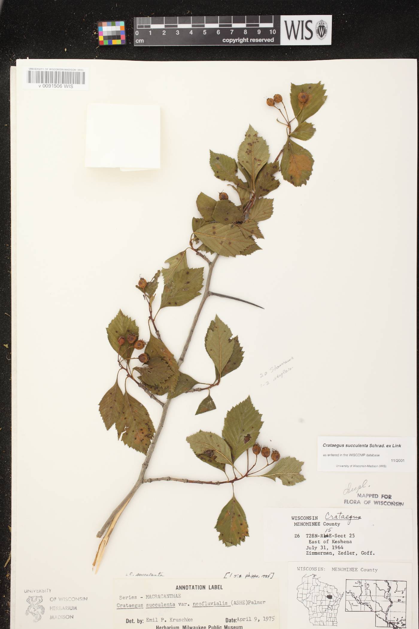 Crataegus succulenta image