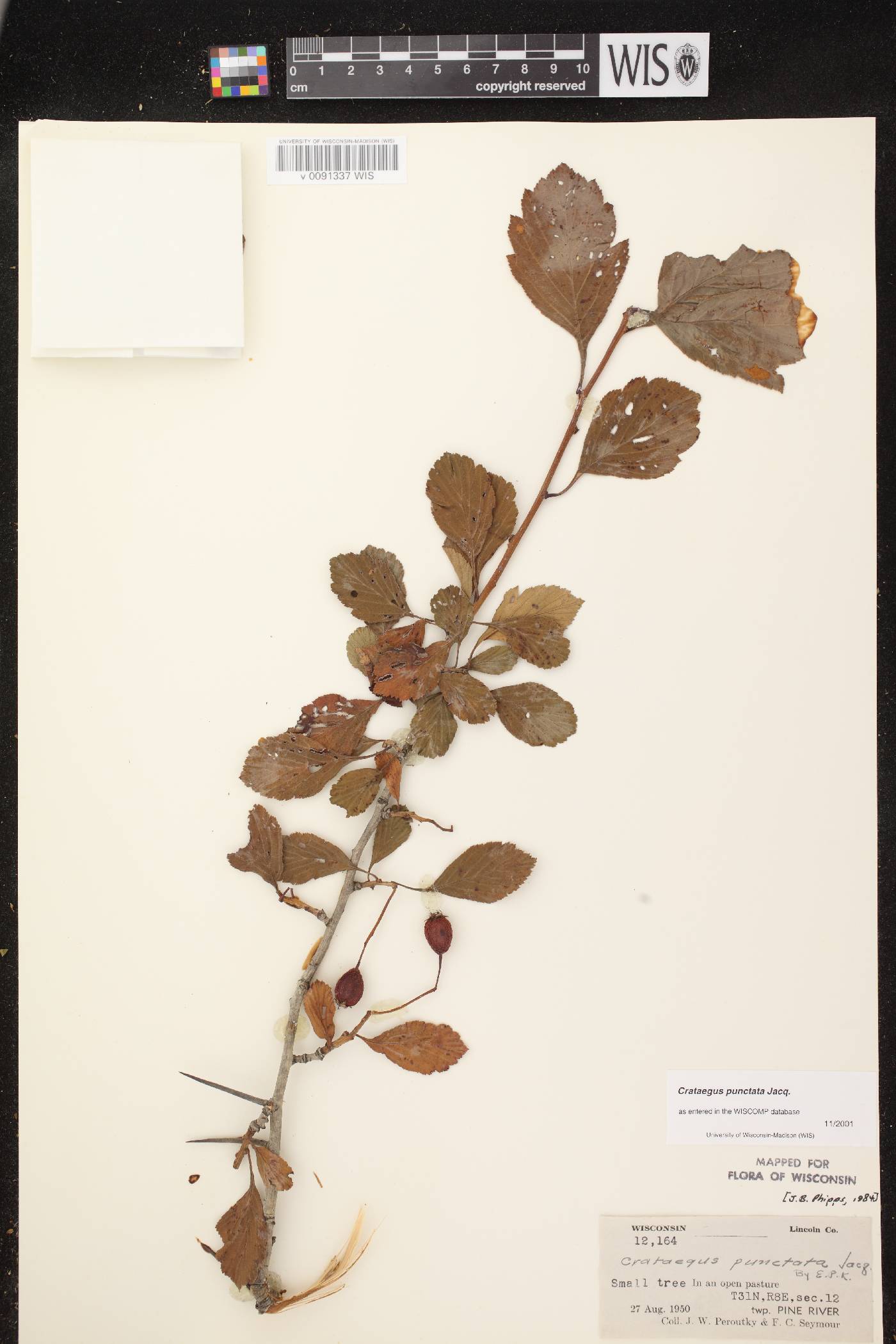 Crataegus punctata image