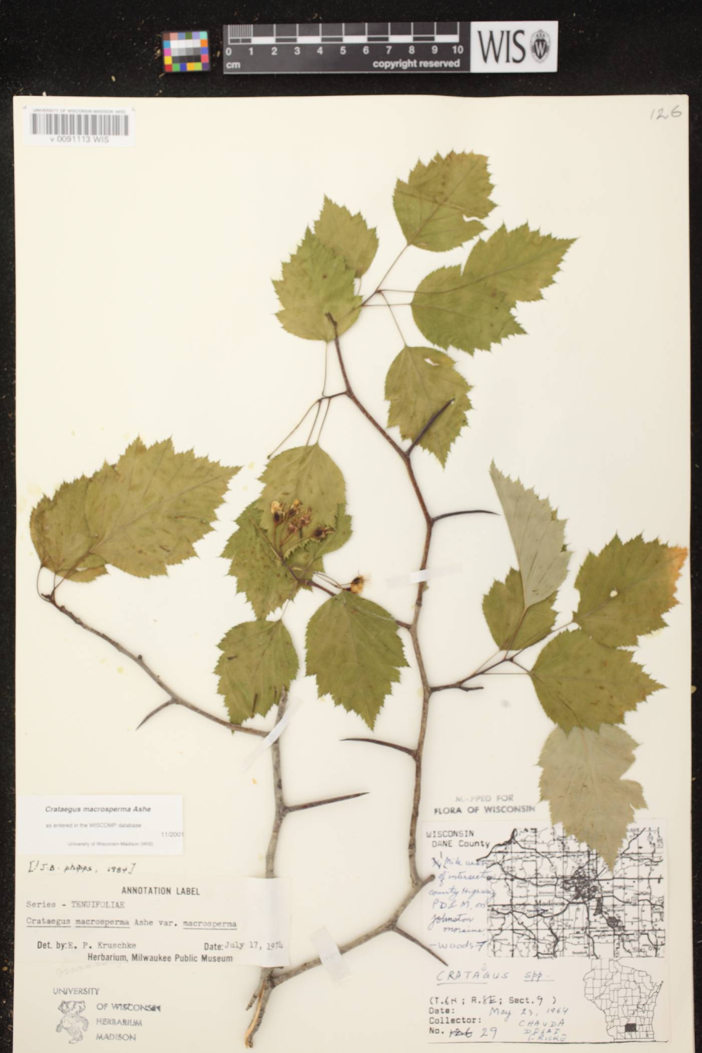 Crataegus macrosperma image