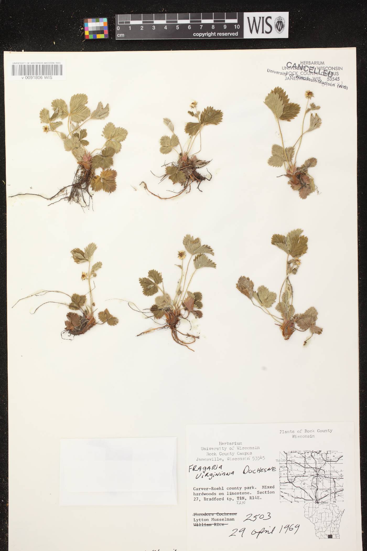 Fragaria virginiana image