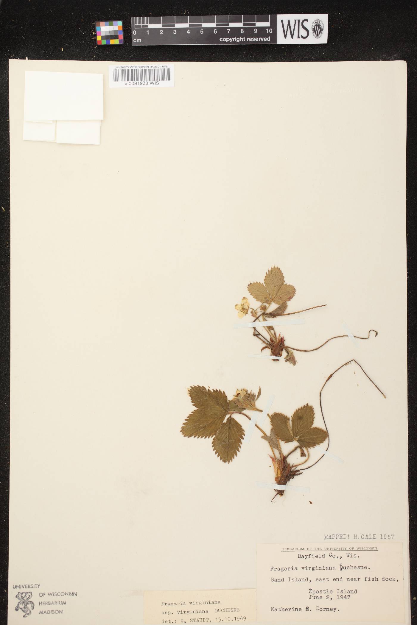 Fragaria virginiana image