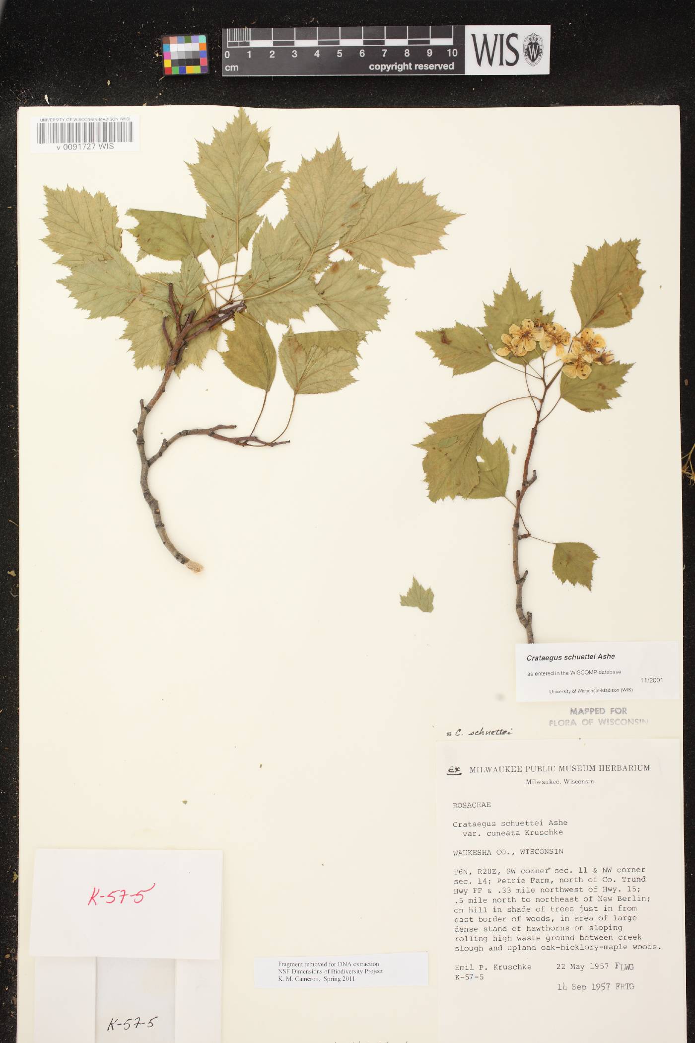 Crataegus schuettei image