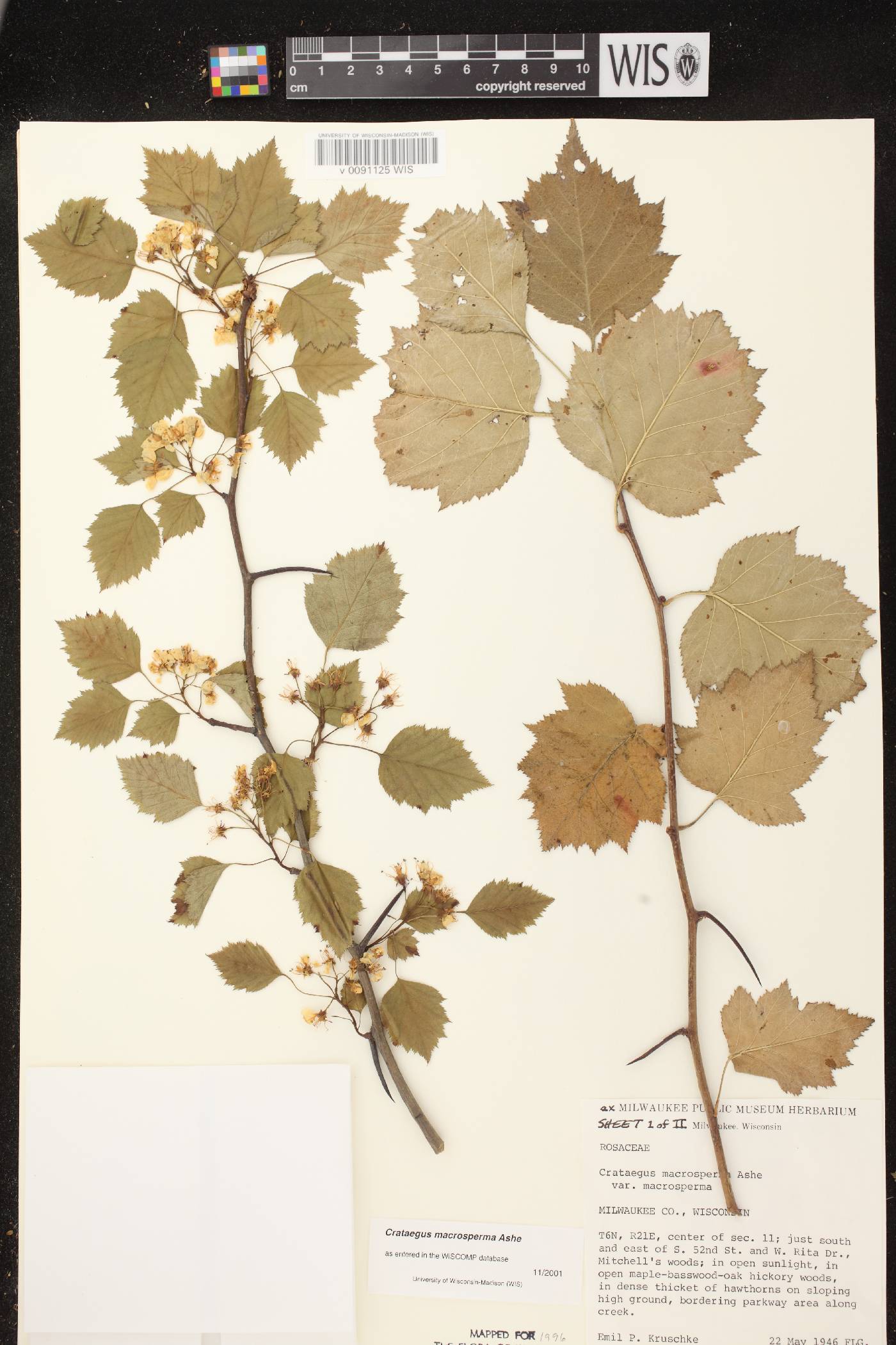 Crataegus macrosperma image