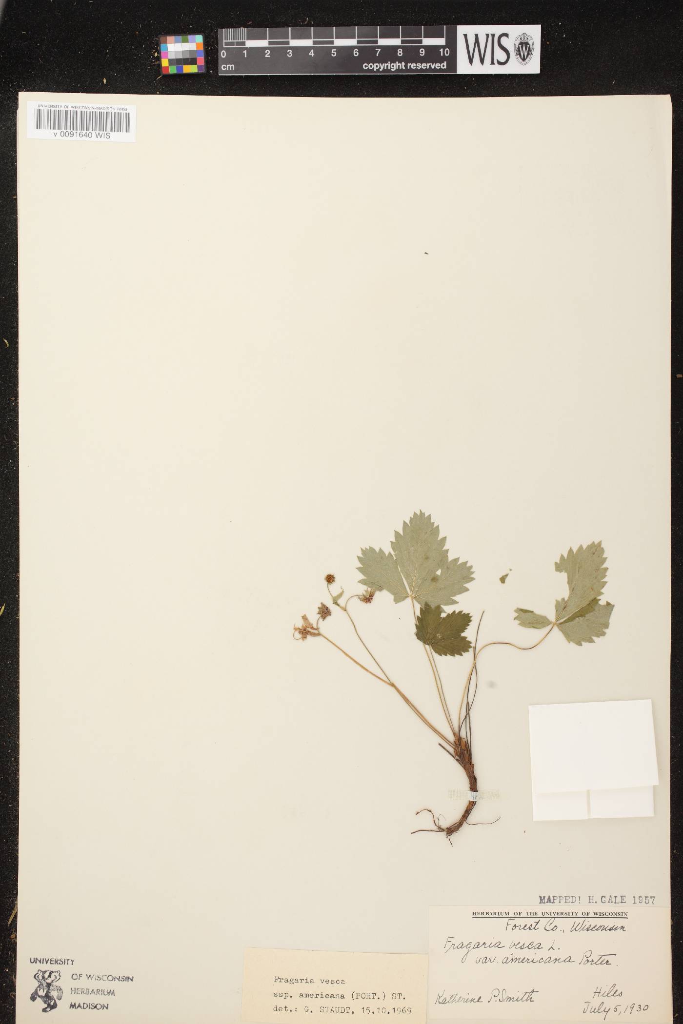 Fragaria vesca subsp. americana image