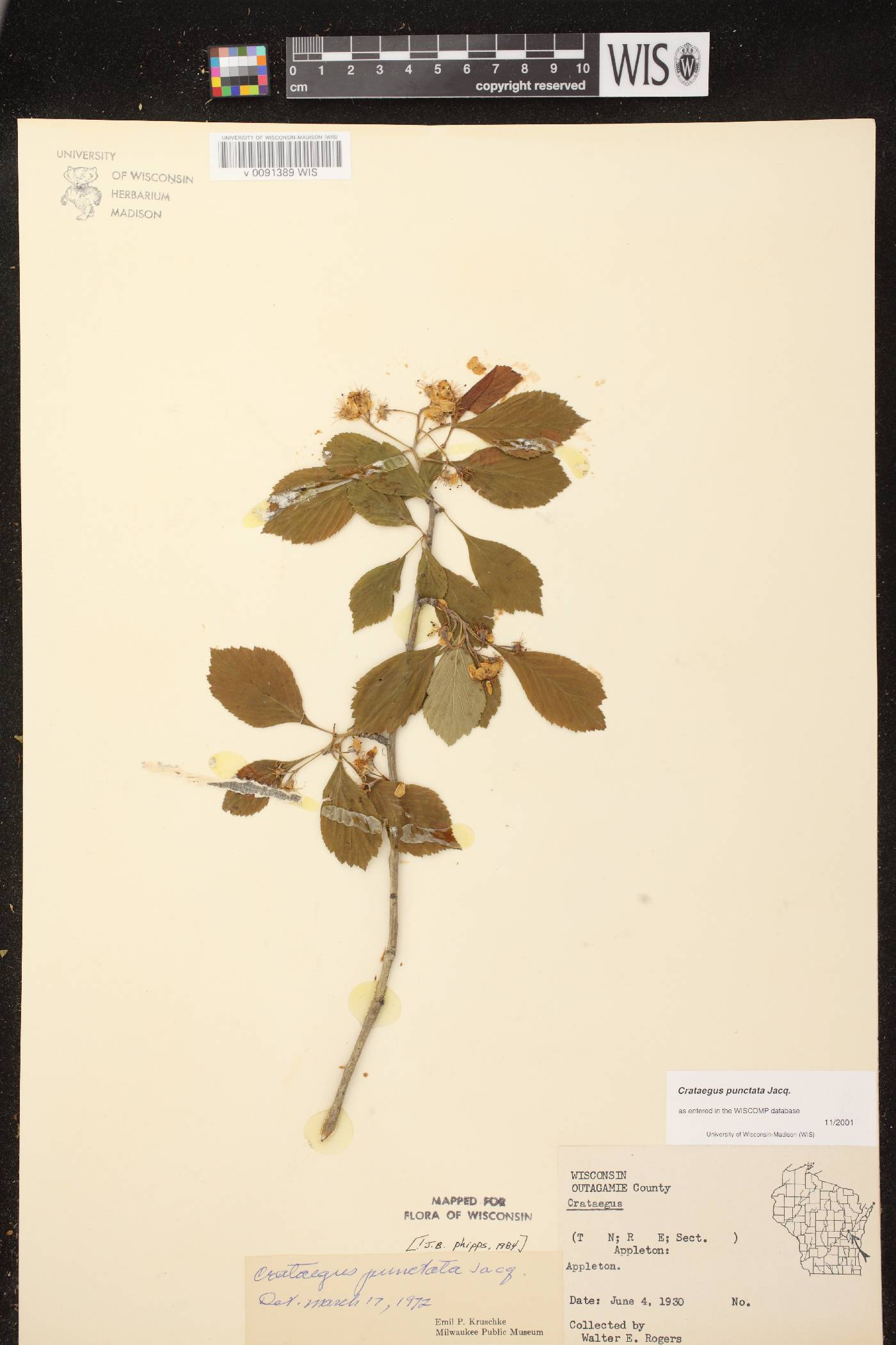 Crataegus punctata image