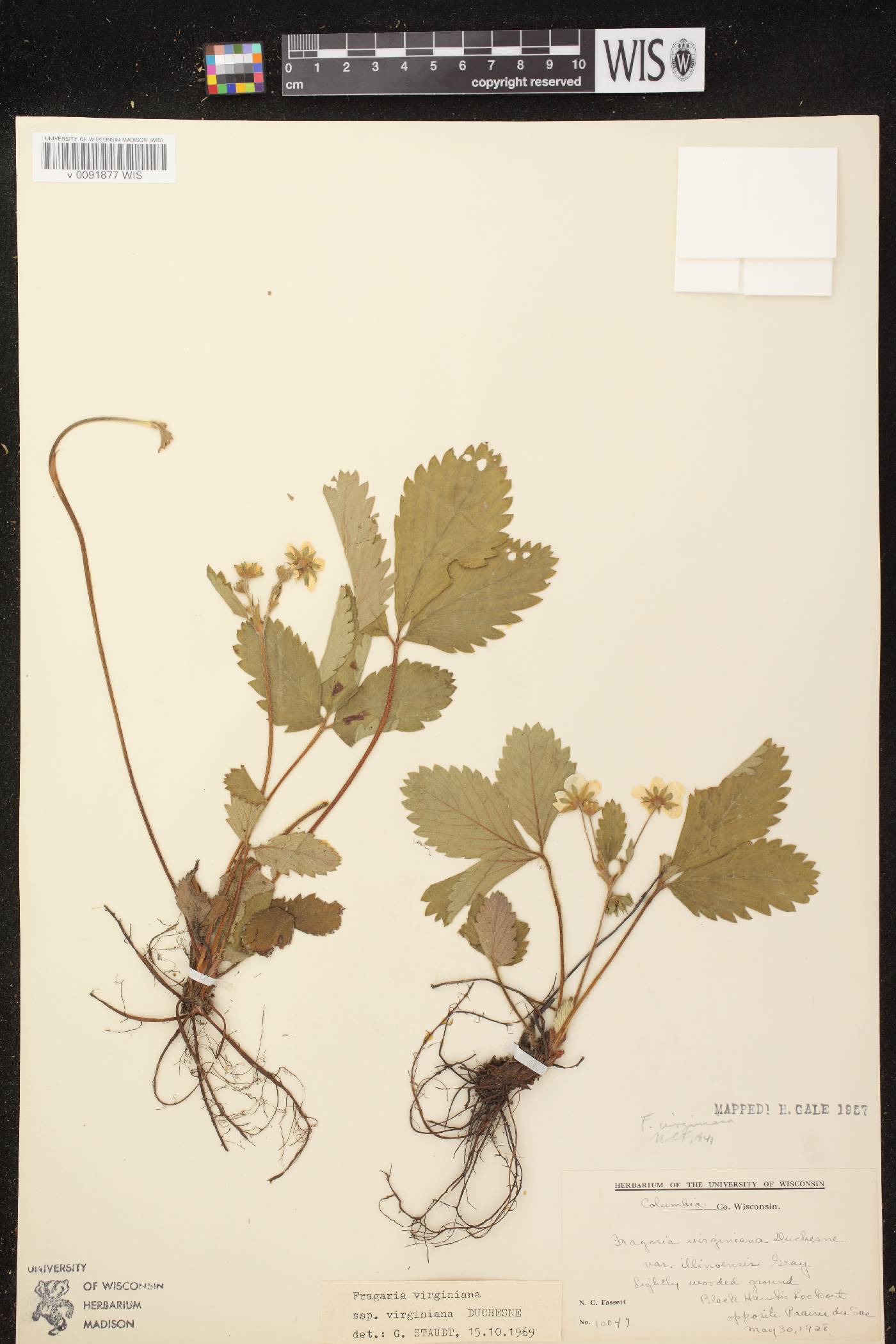 Fragaria virginiana image