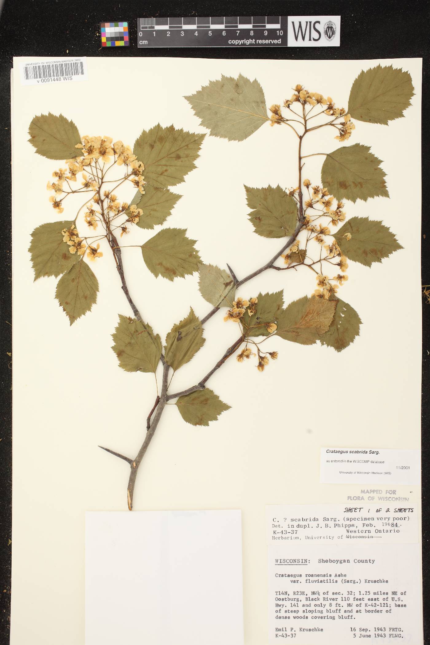 Crataegus scabrida image