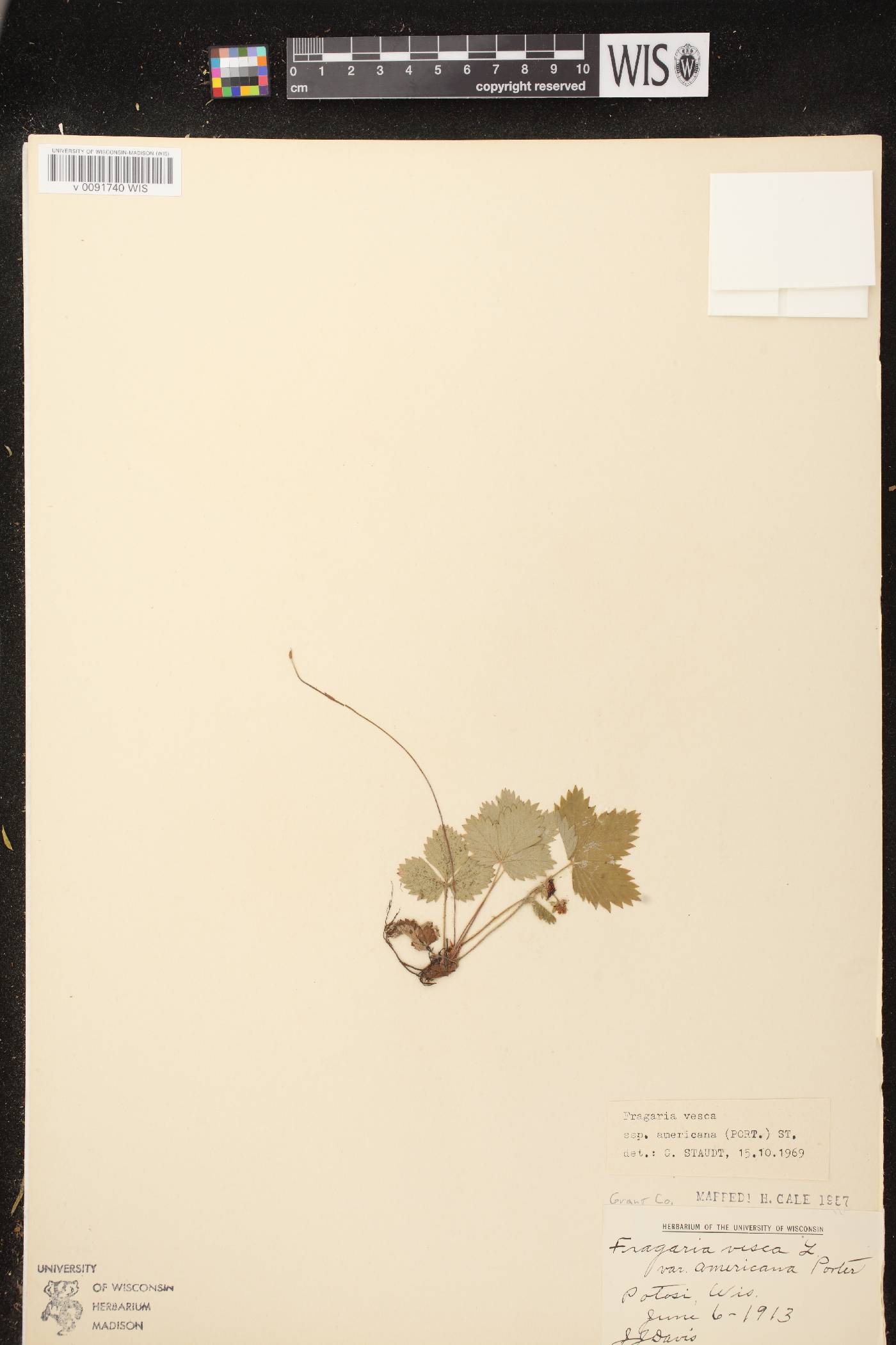 Fragaria vesca subsp. americana image