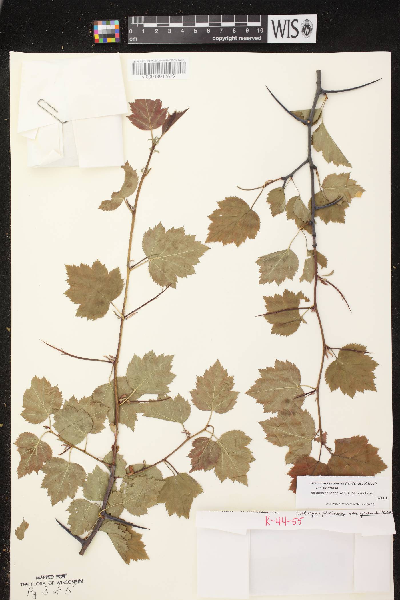 Crataegus pruinosa var. pruinosa image