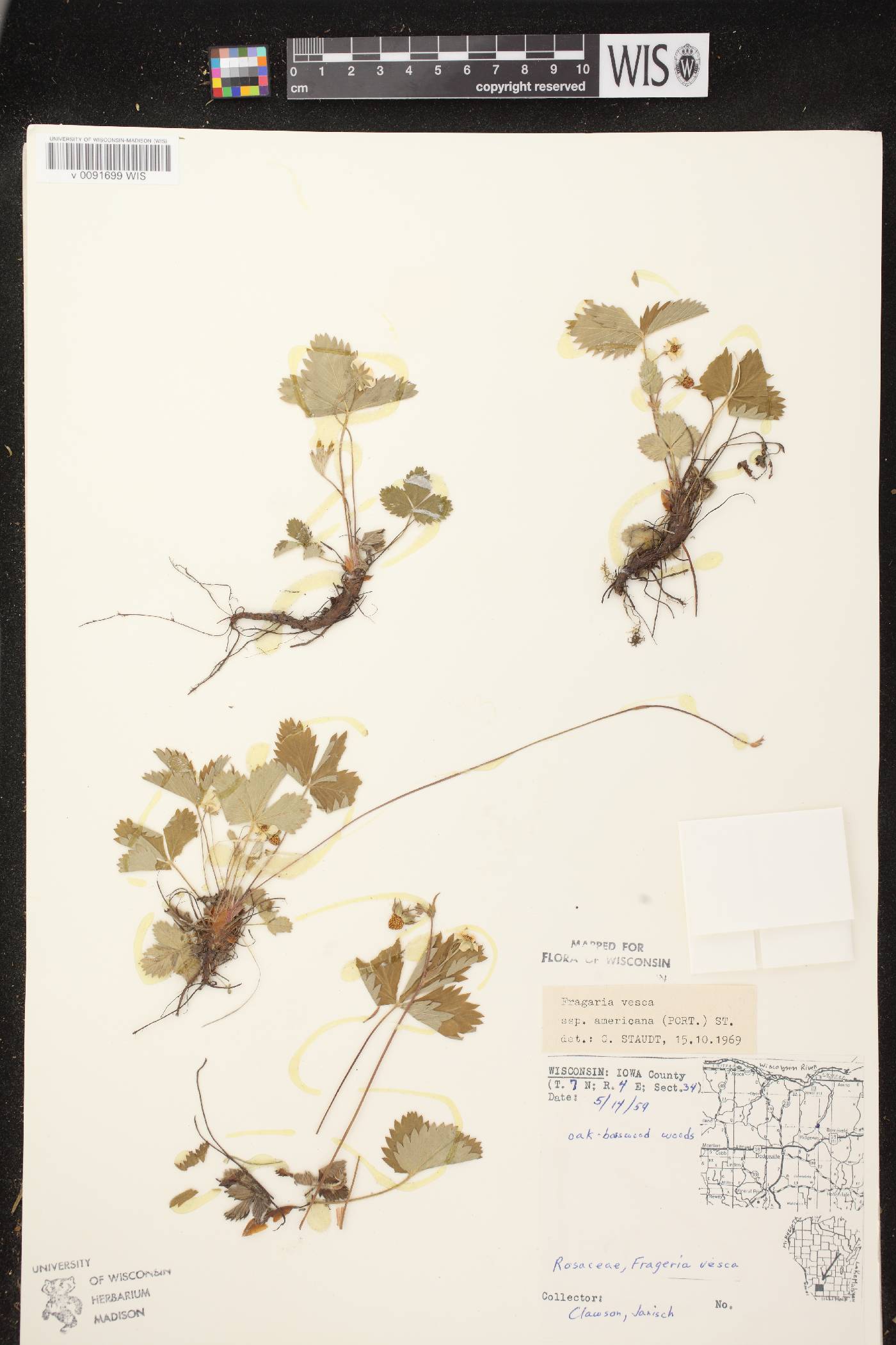 Fragaria vesca subsp. americana image