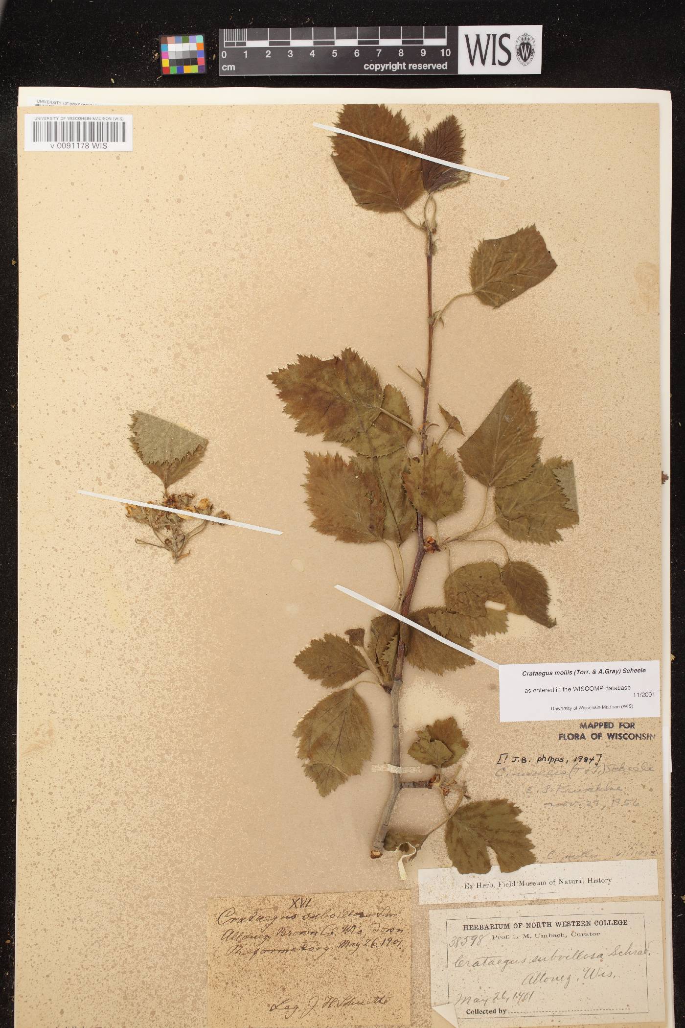 Crataegus mollis image