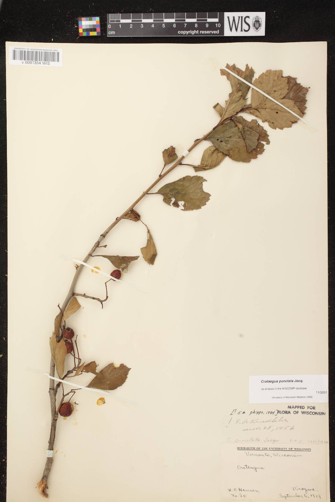 Crataegus punctata image