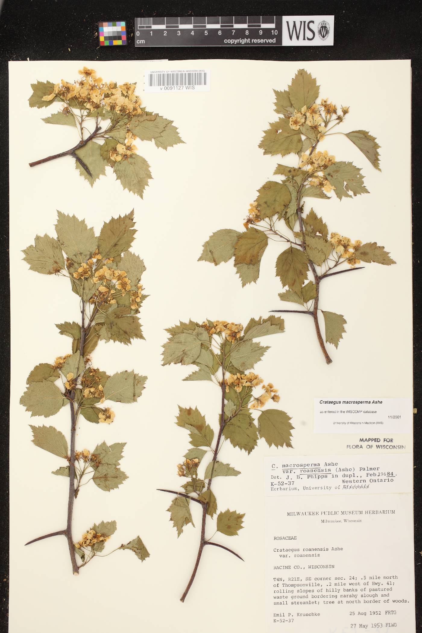 Crataegus macrosperma image