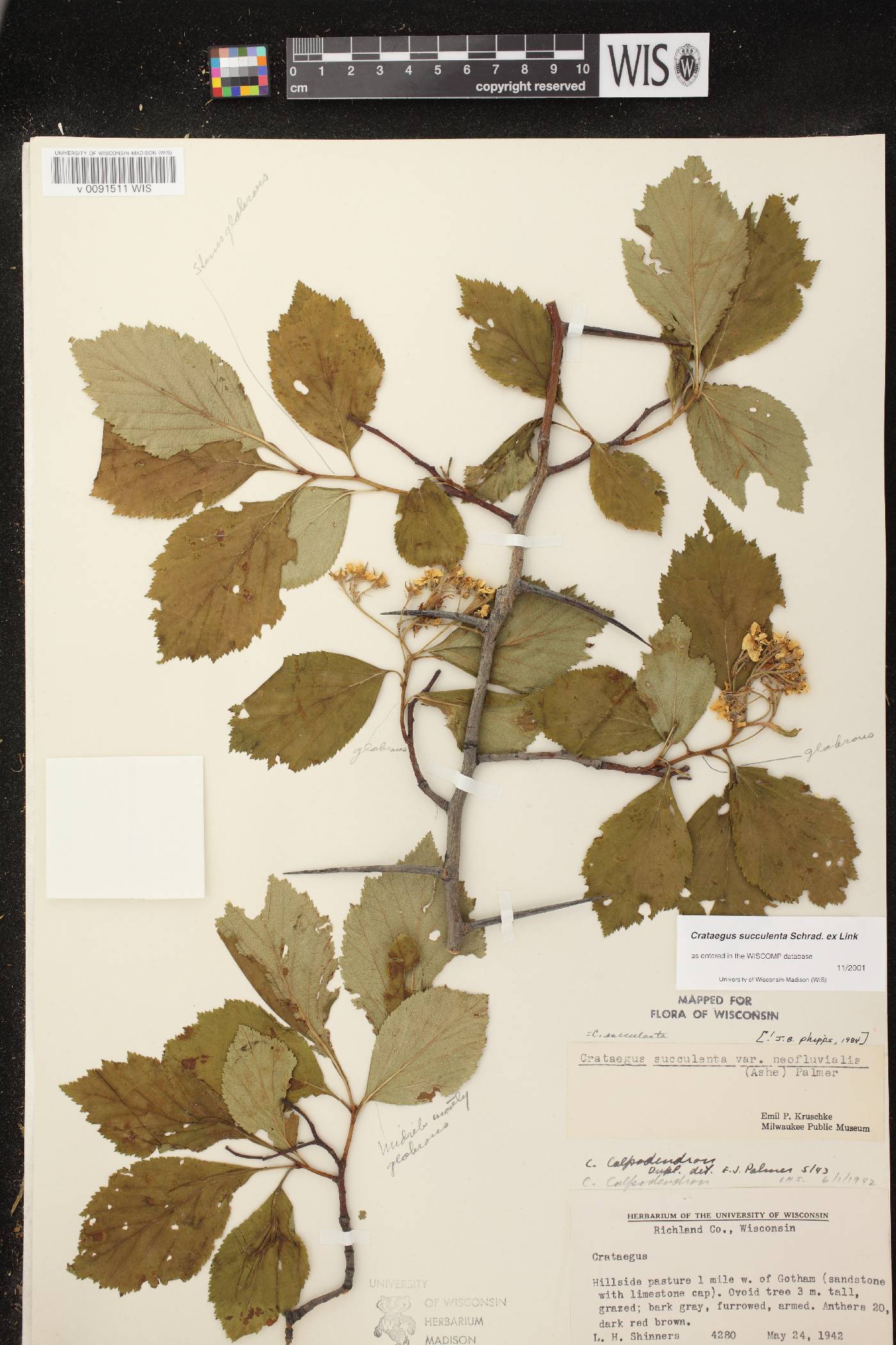 Crataegus succulenta image
