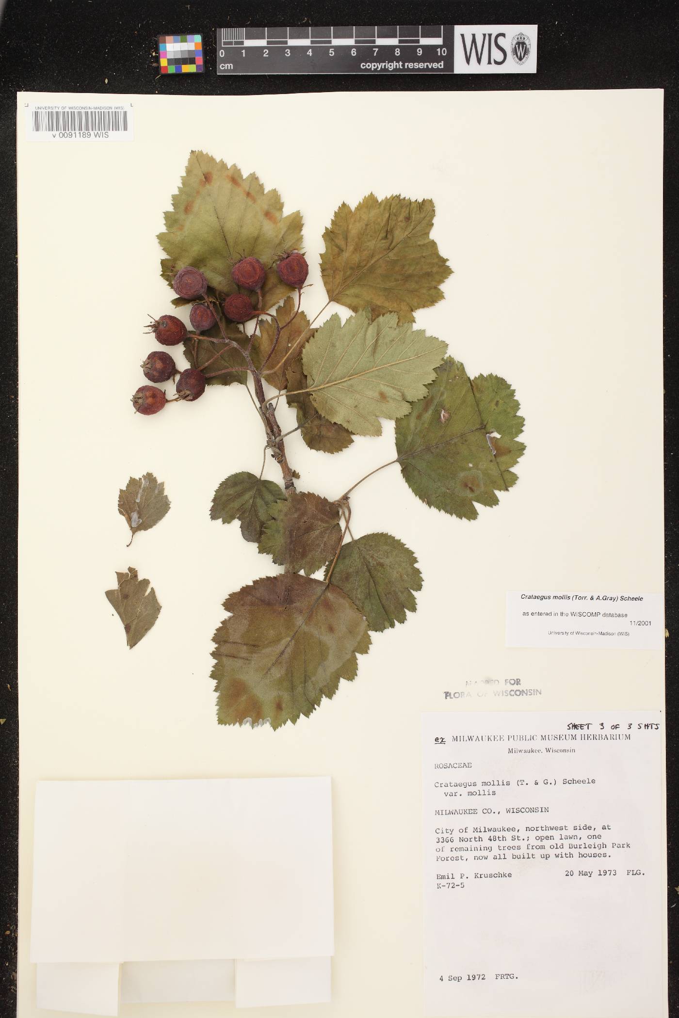 Crataegus mollis image