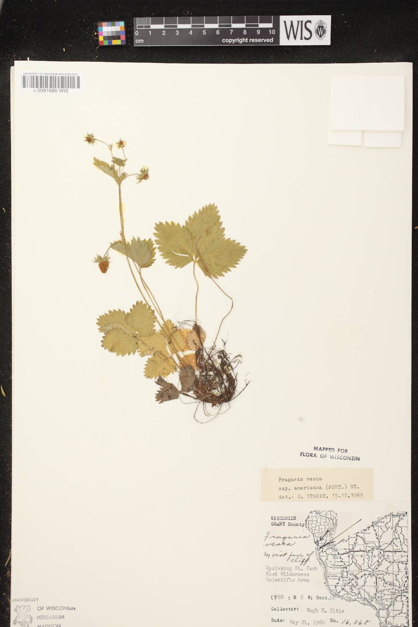 Fragaria vesca subsp. americana image