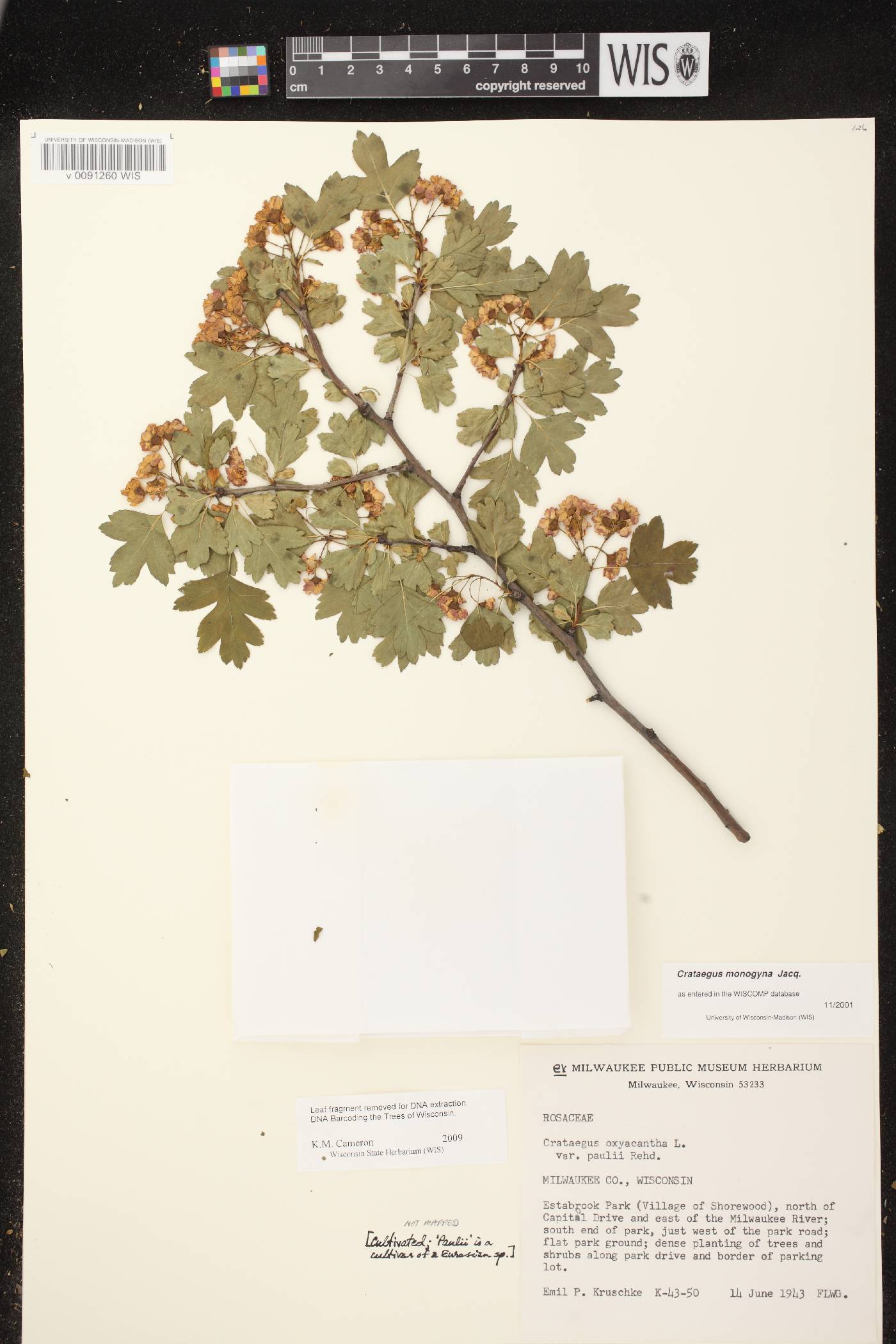 Crataegus monogyna image
