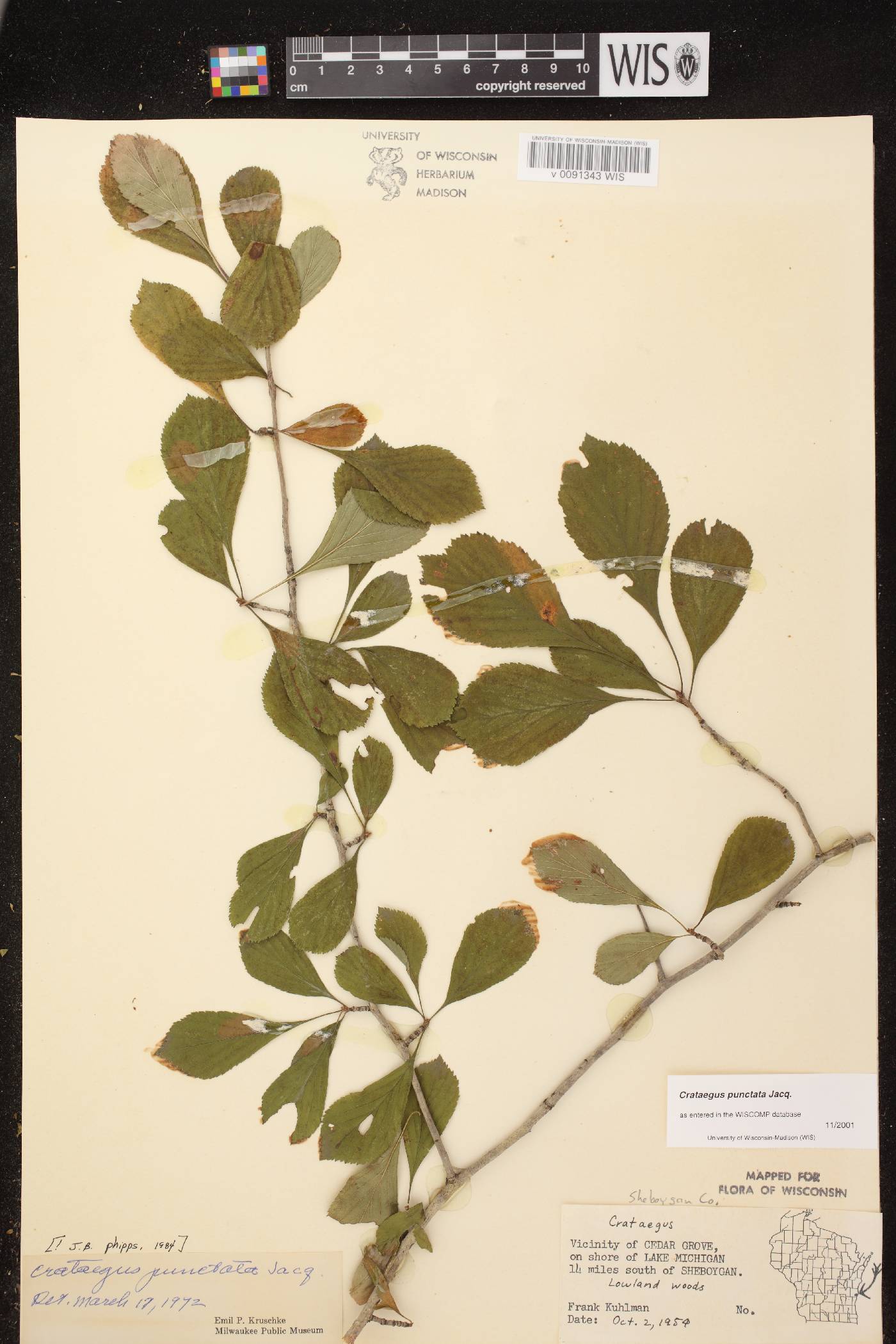 Crataegus punctata image