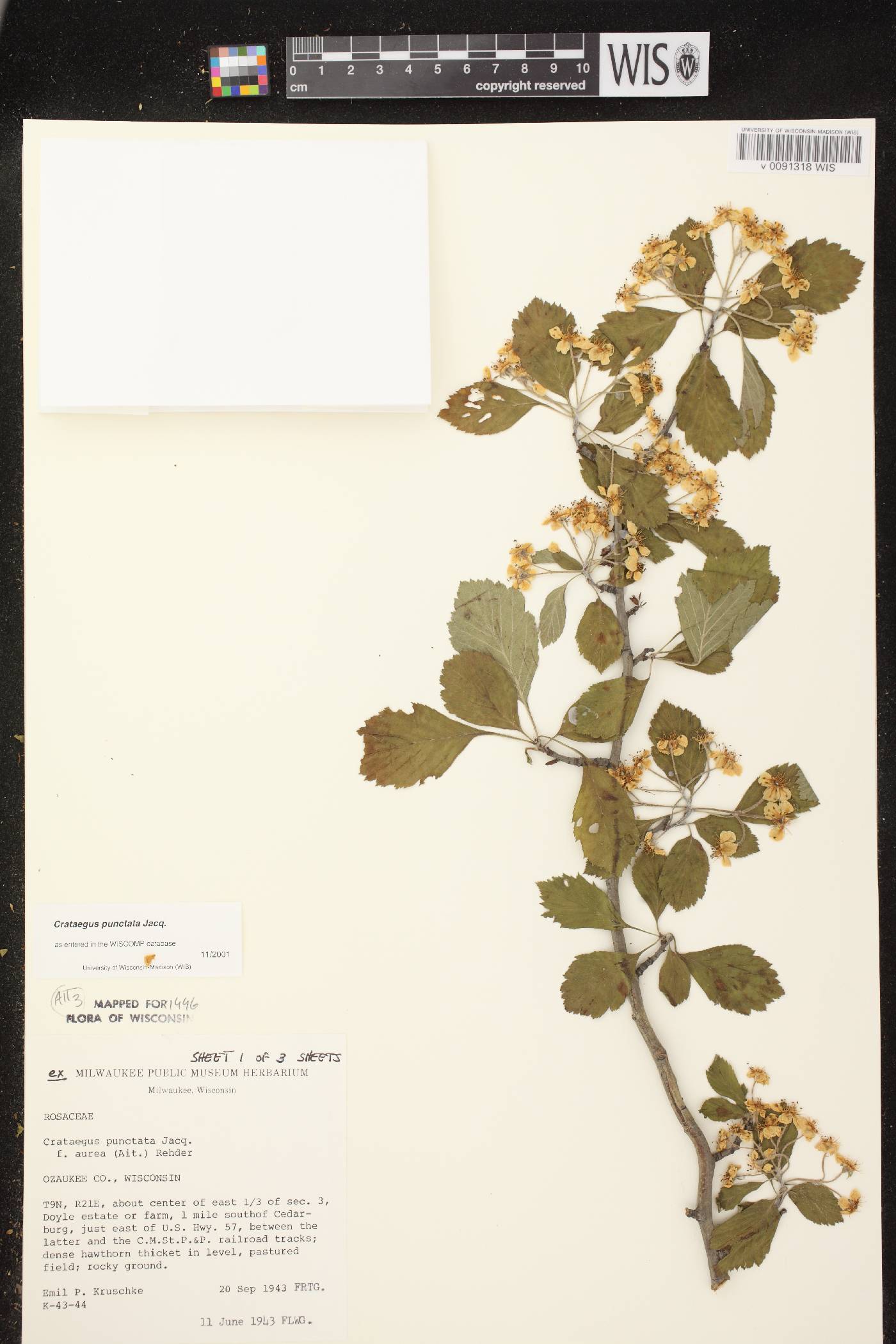Crataegus punctata image