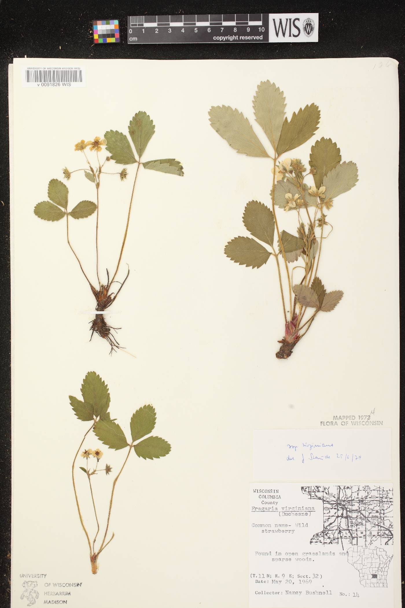 Fragaria virginiana image