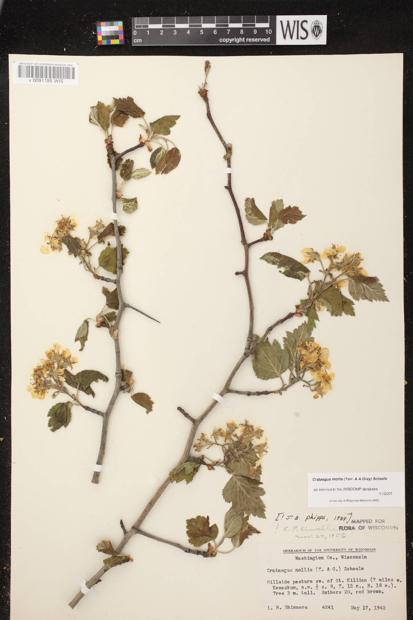 Crataegus mollis image