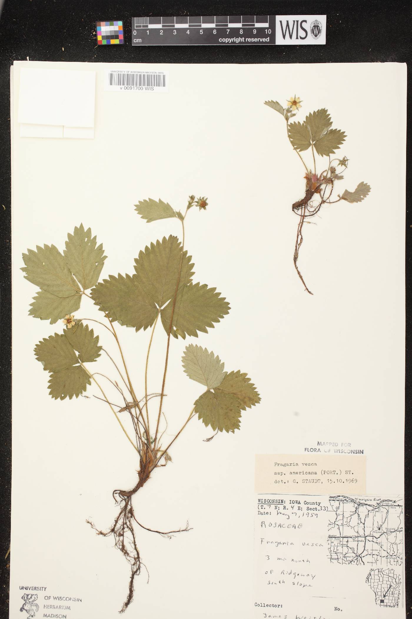 Fragaria vesca subsp. americana image