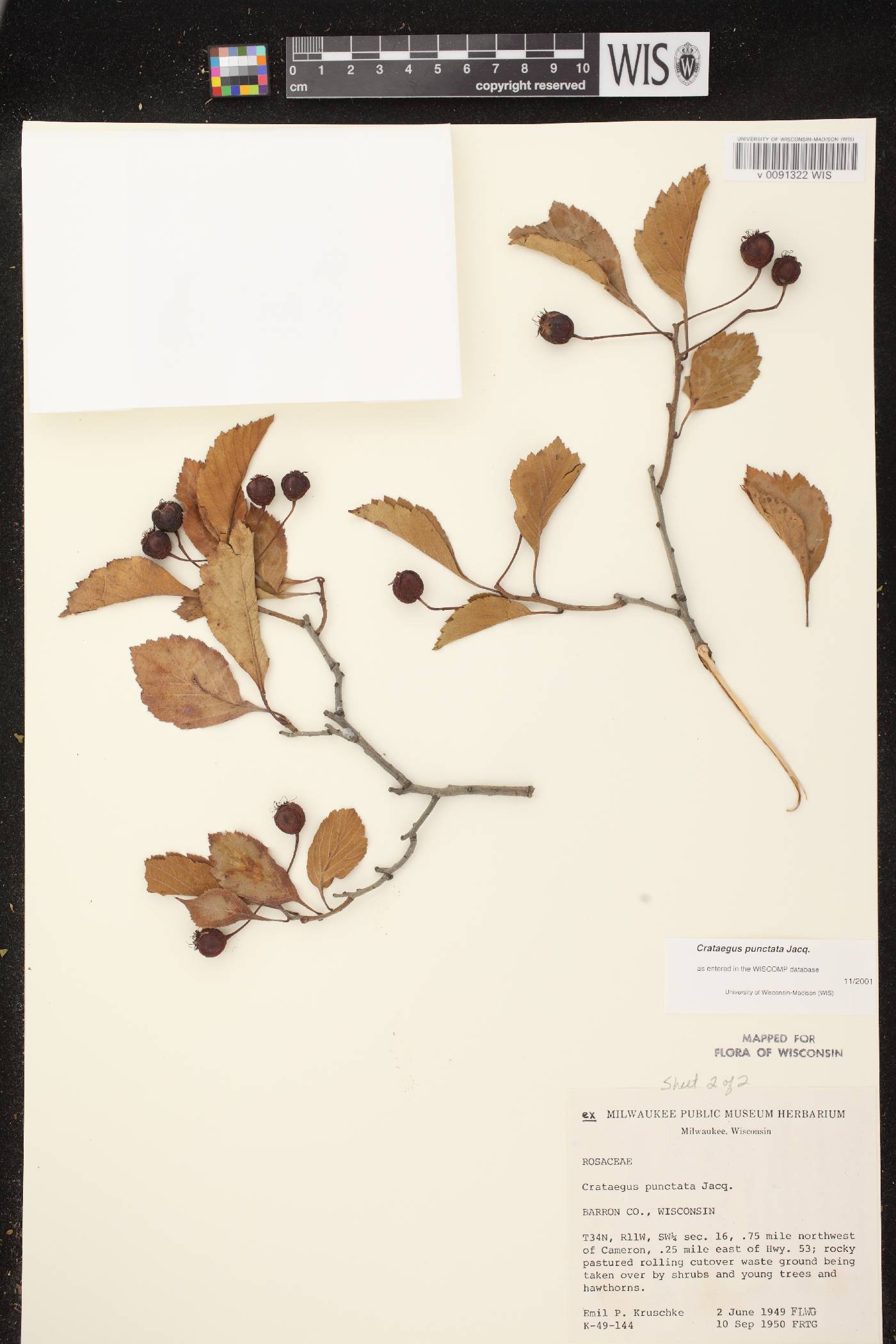 Crataegus punctata image