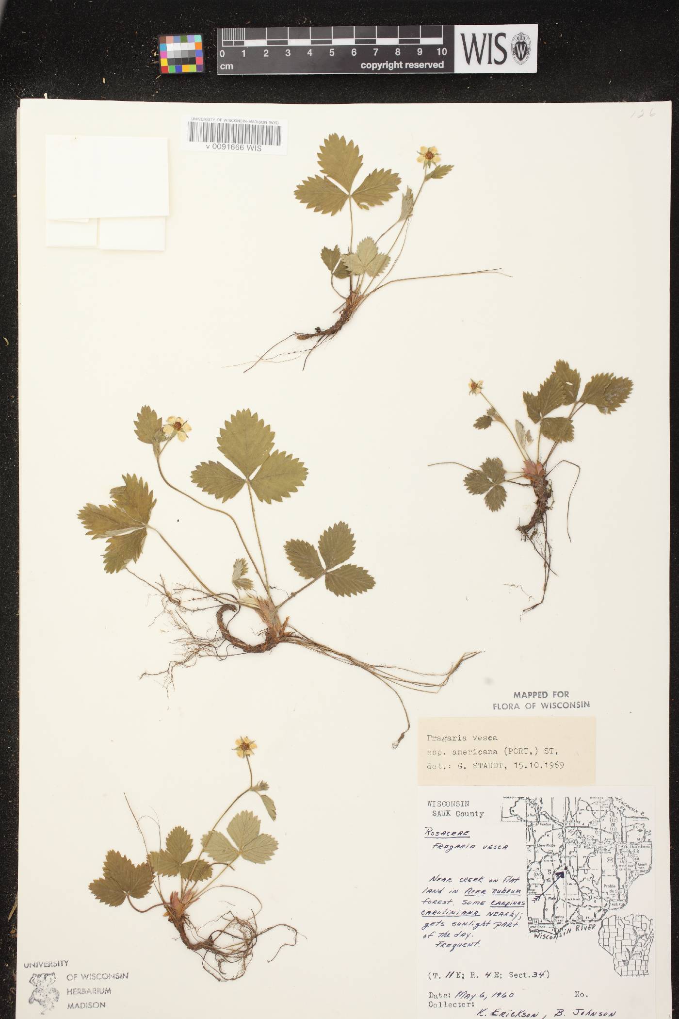 Fragaria vesca image
