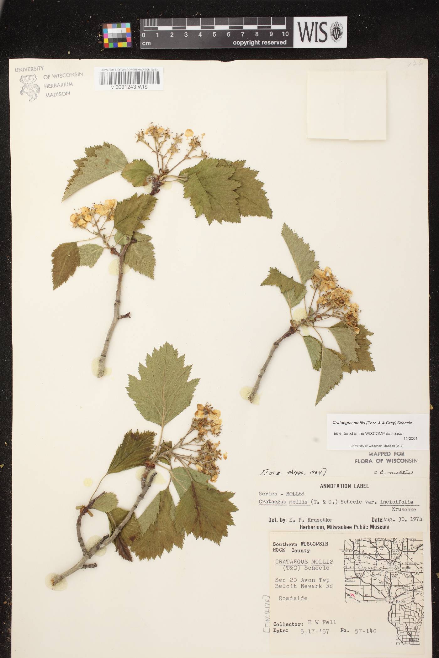 Crataegus mollis image