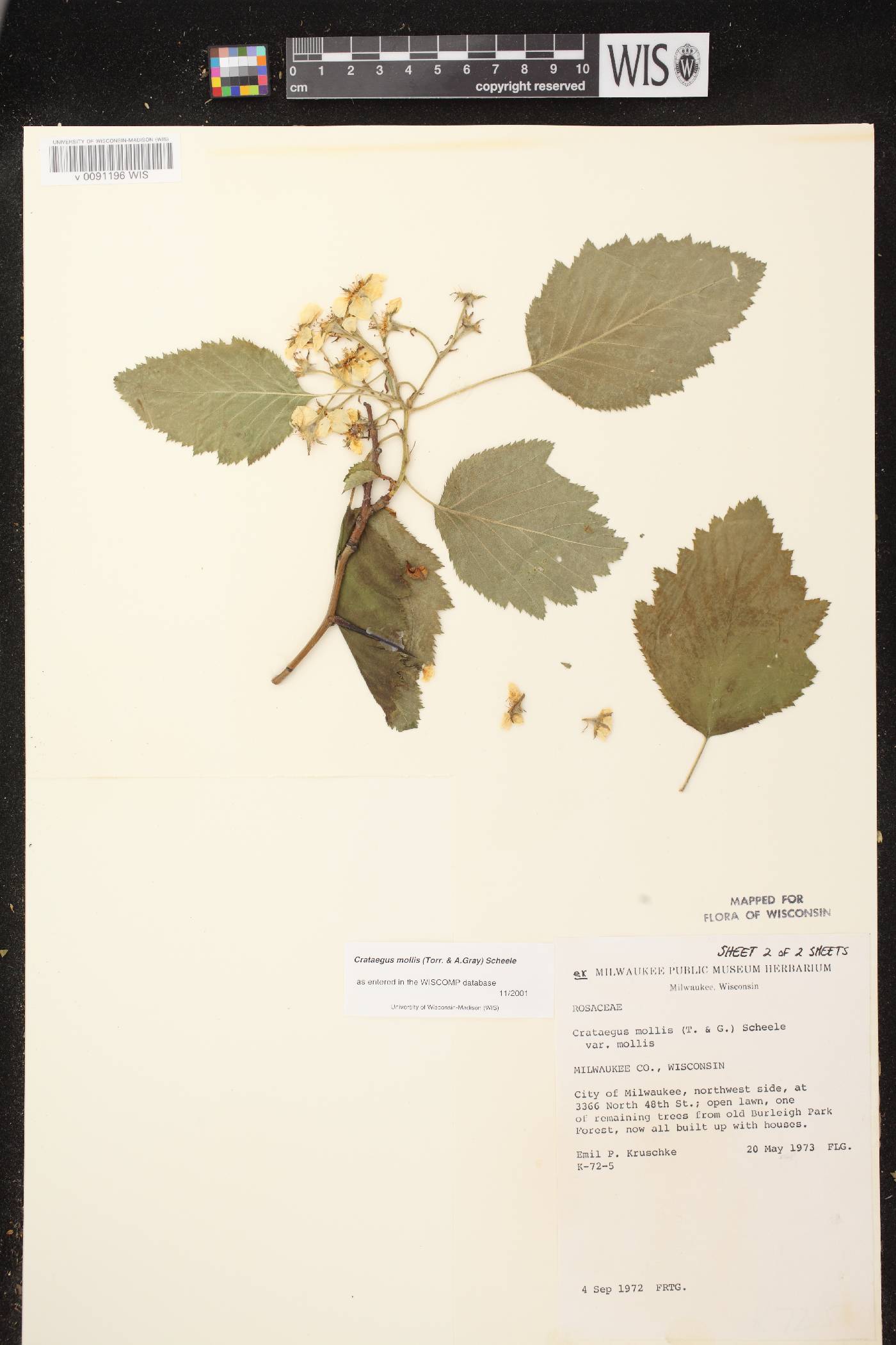 Crataegus mollis image