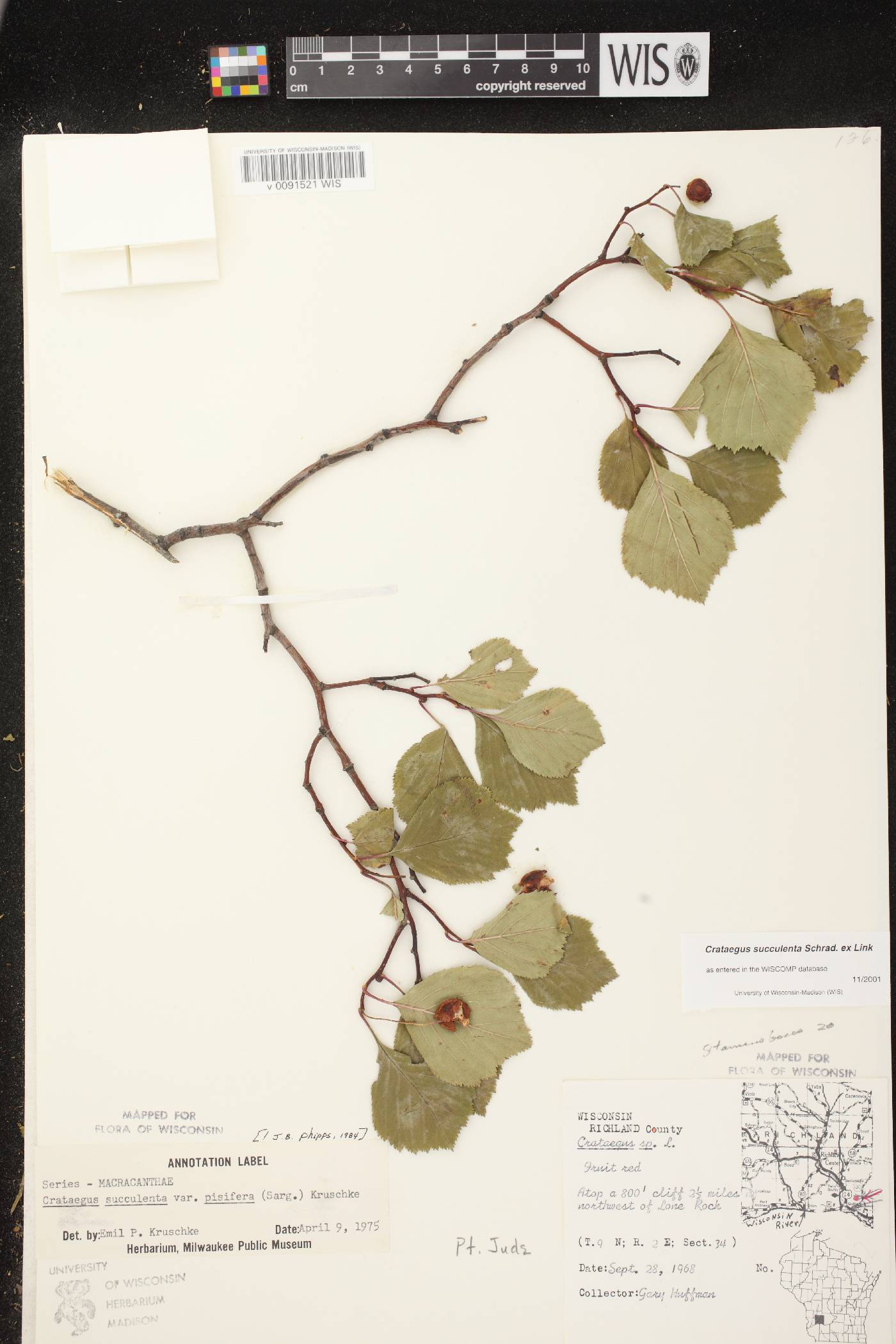 Crataegus succulenta image