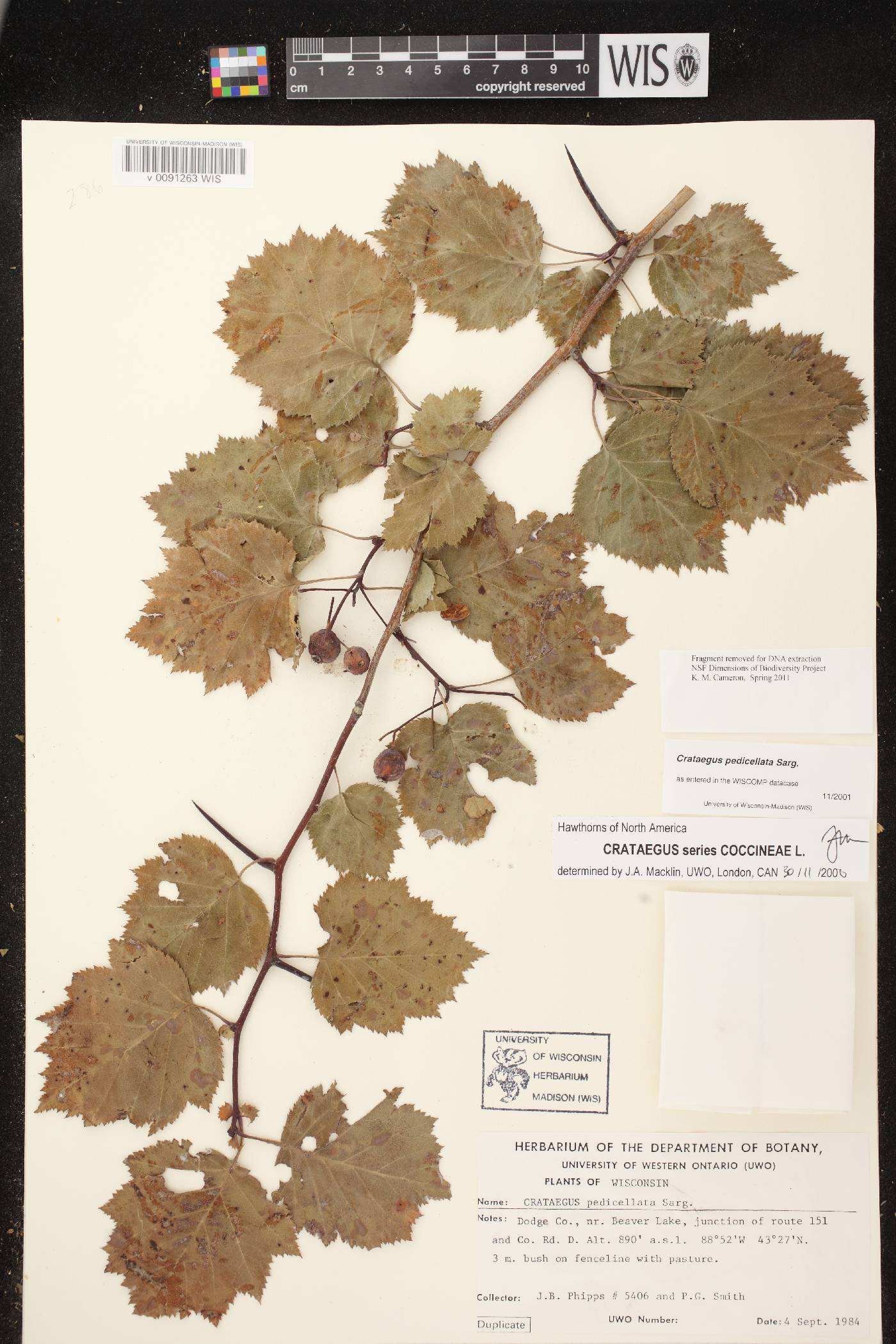 Crataegus coccinea var. coccinea image