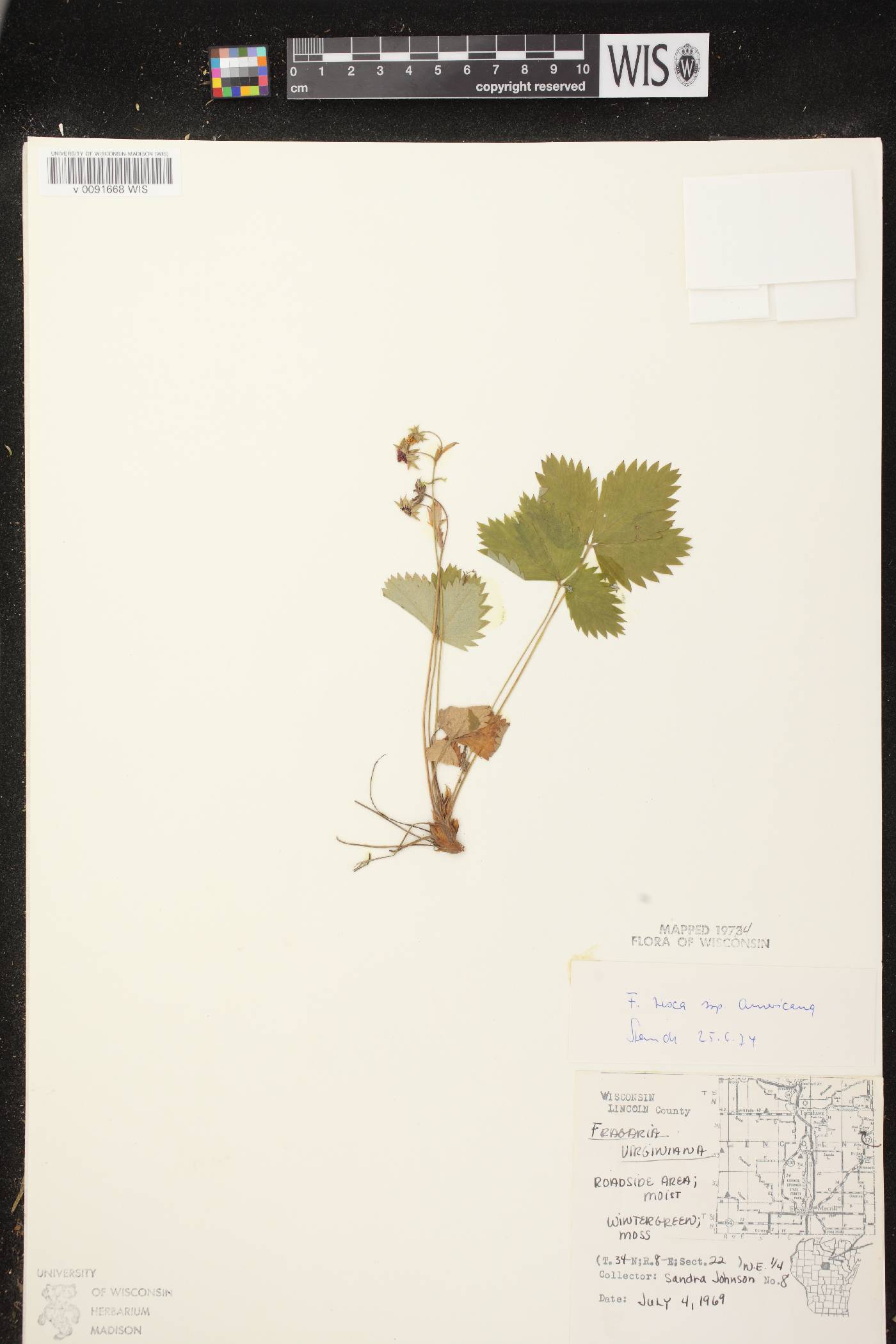Fragaria vesca subsp. americana image