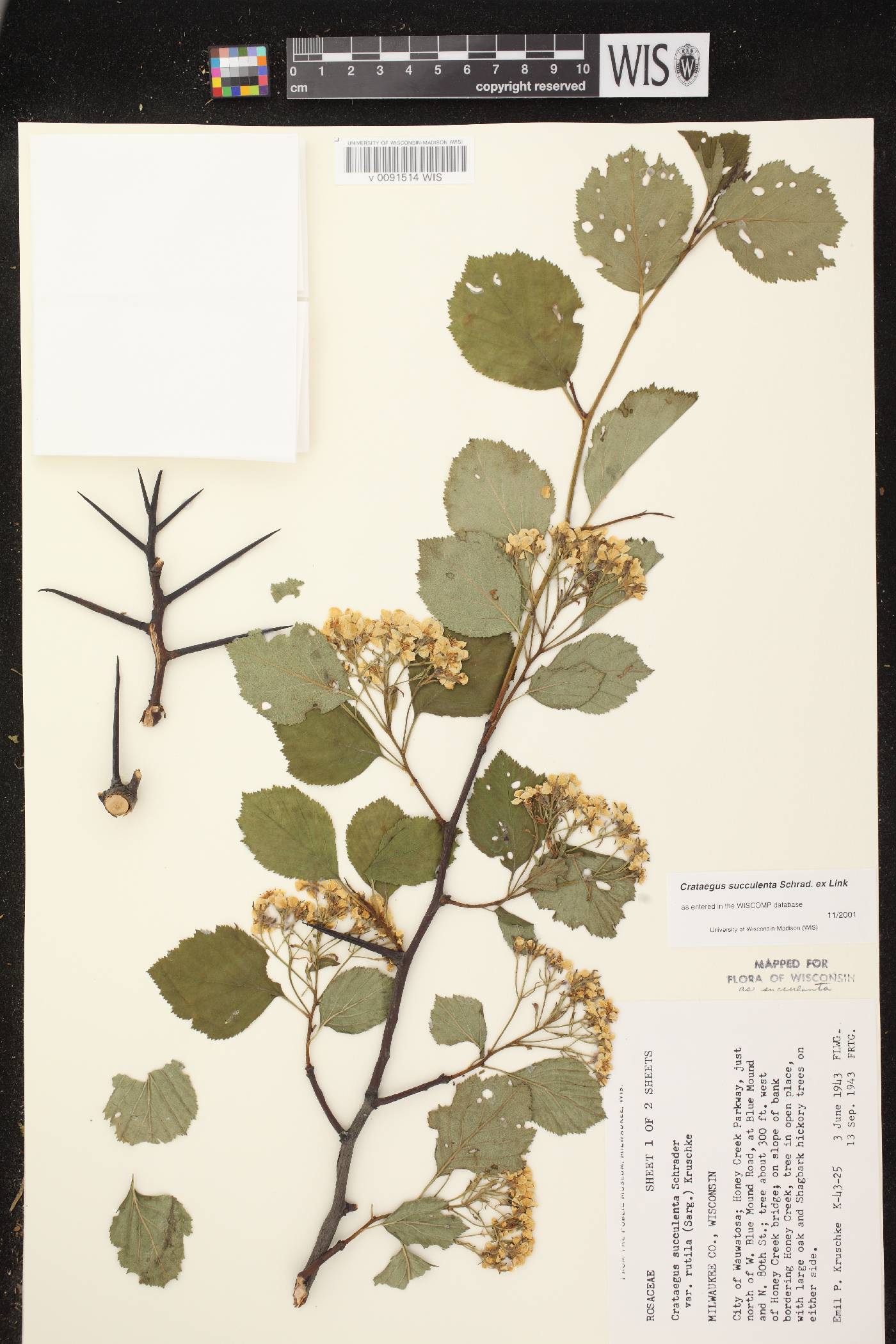 Crataegus succulenta image