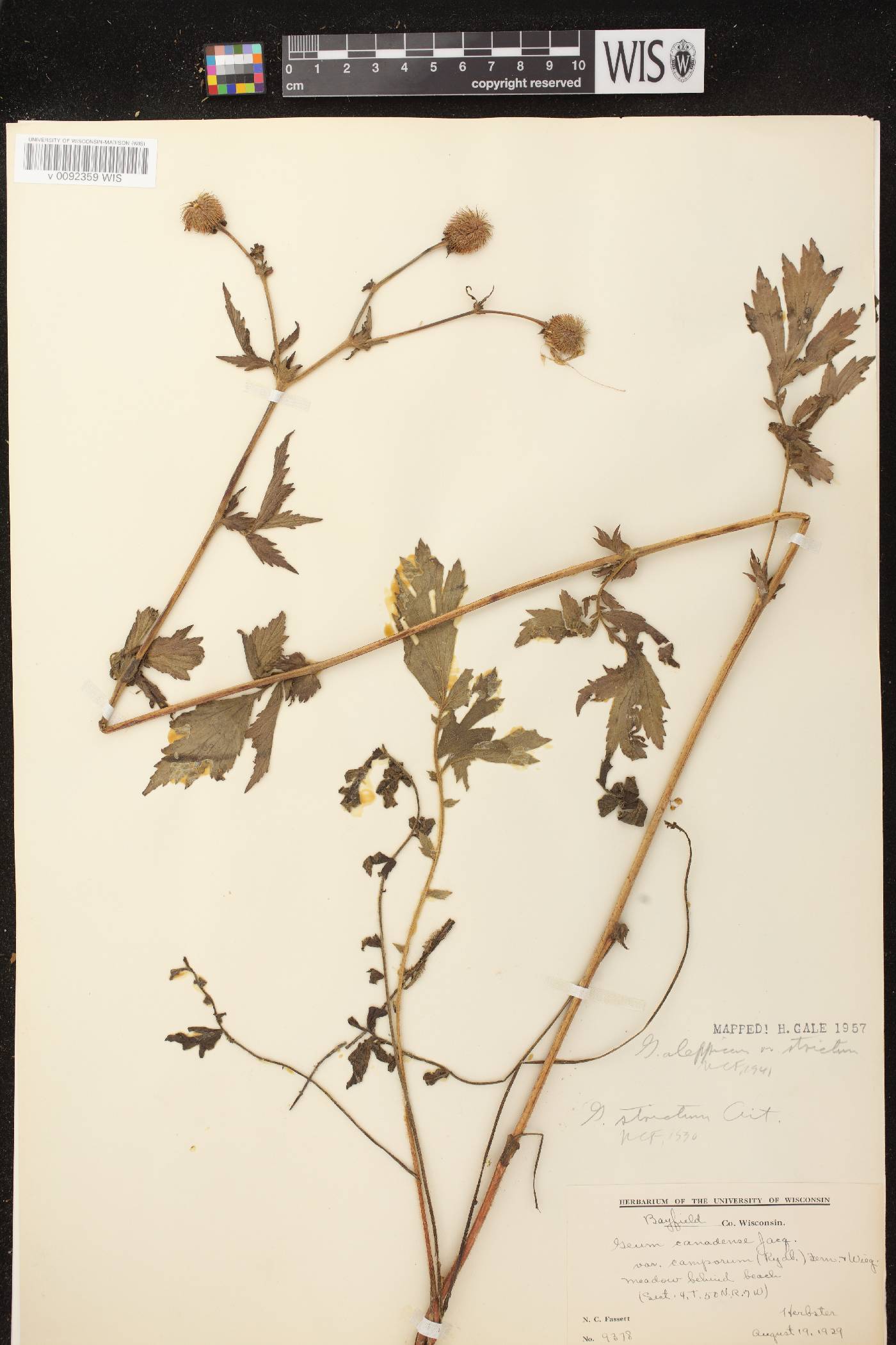 Geum aleppicum image