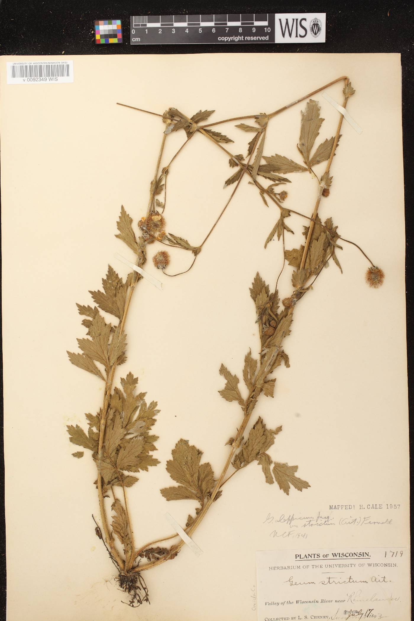 Geum aleppicum image